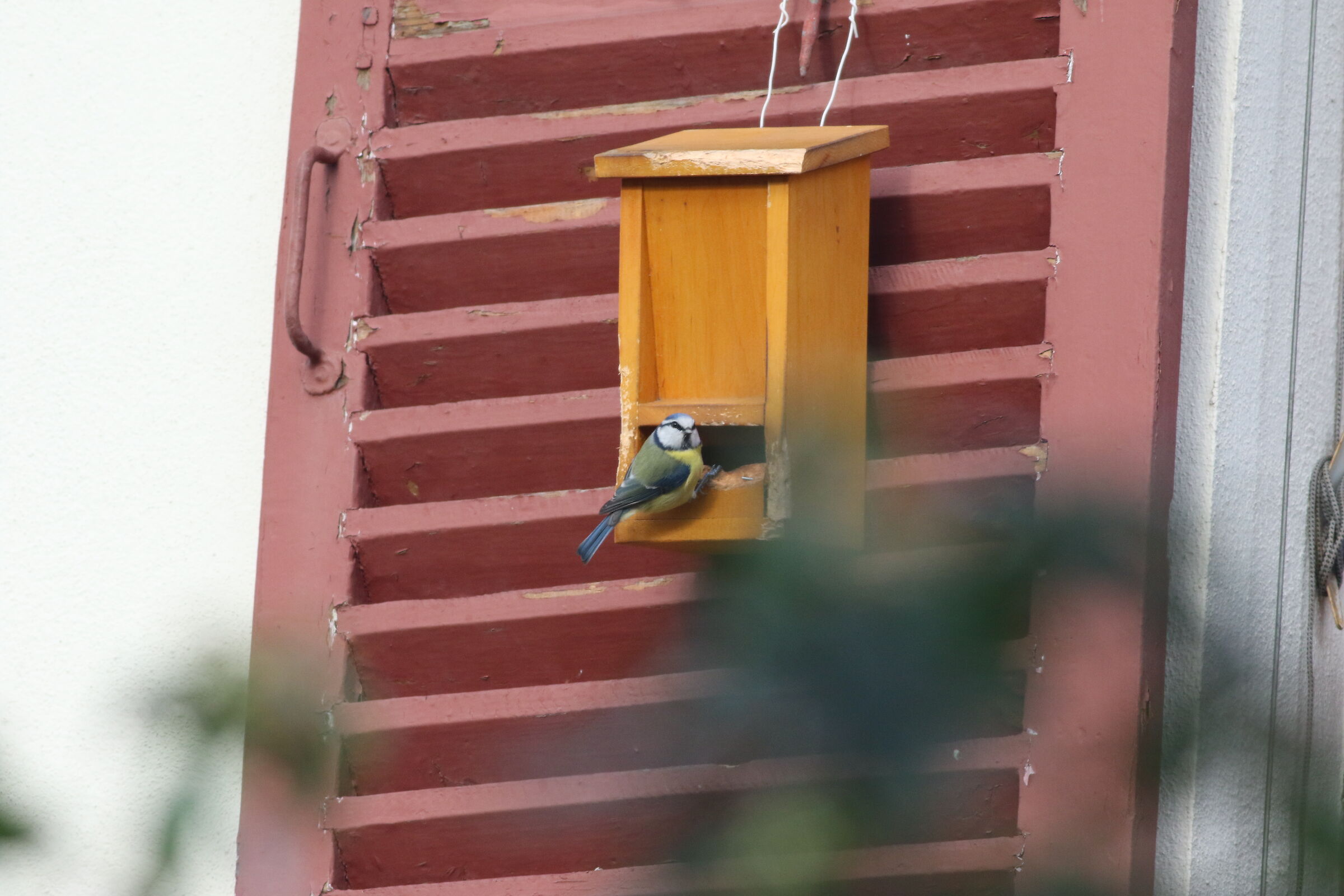 (Cyanistes caeruleus)