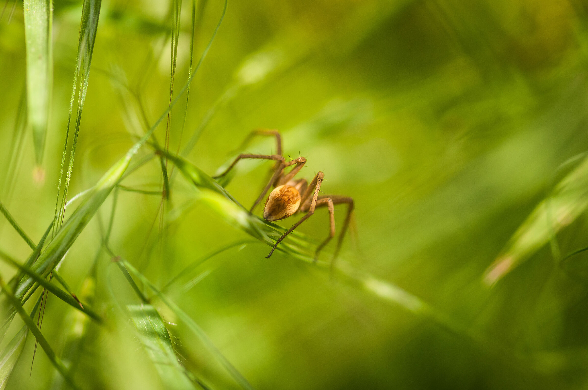 Spider