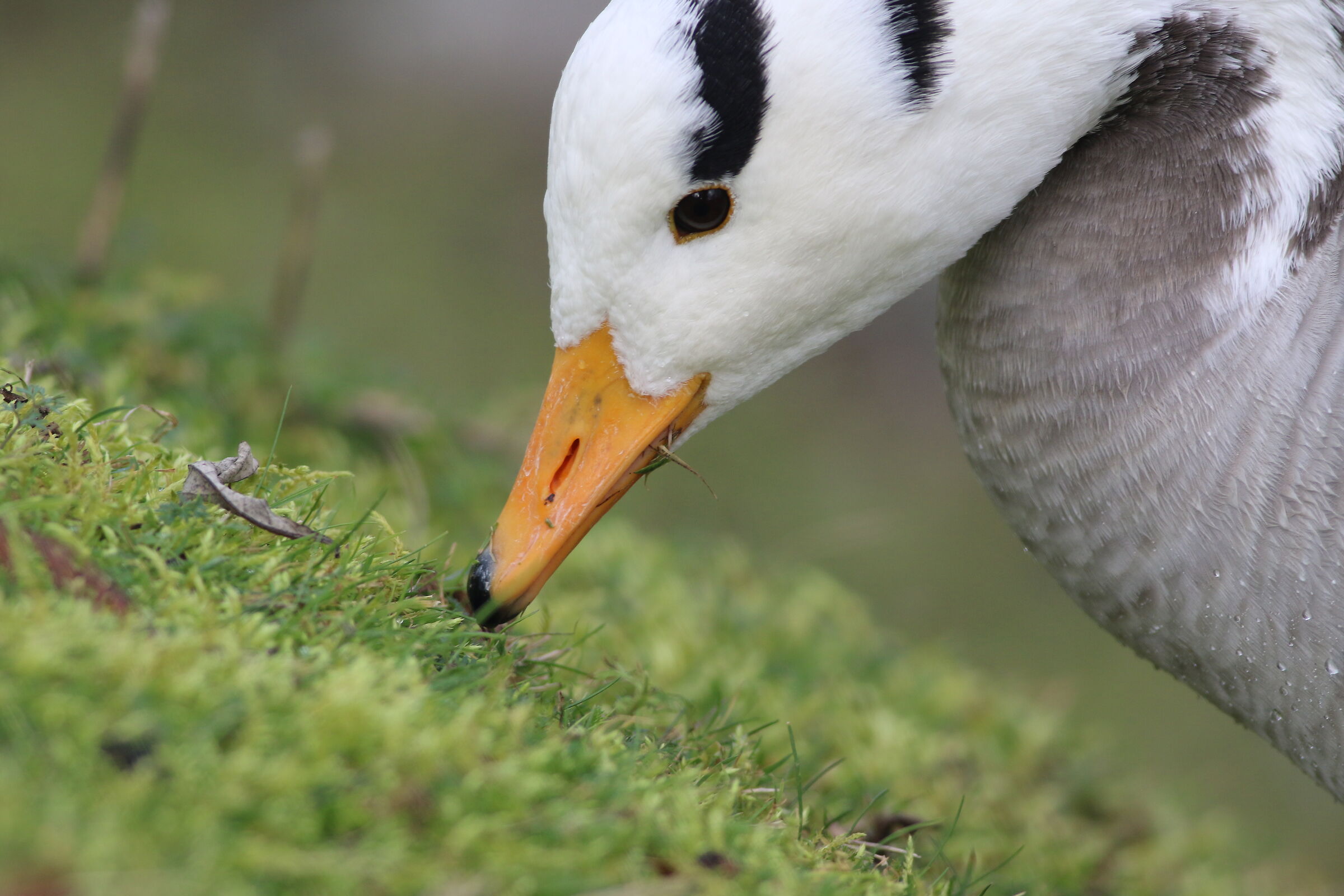 Indian goose grazing (Anser indicus)