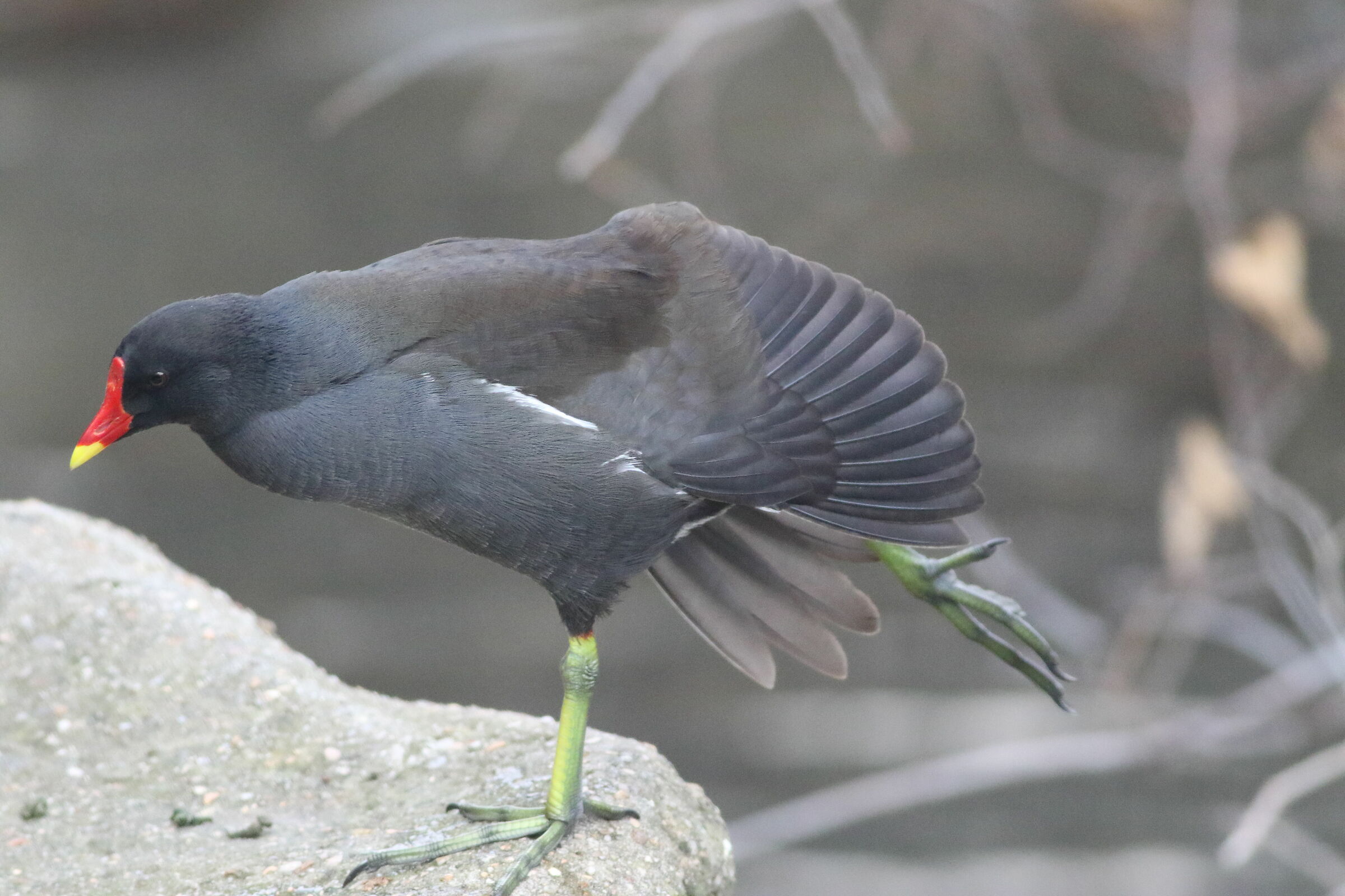 stretching on the lake (Gallinula chloropus)