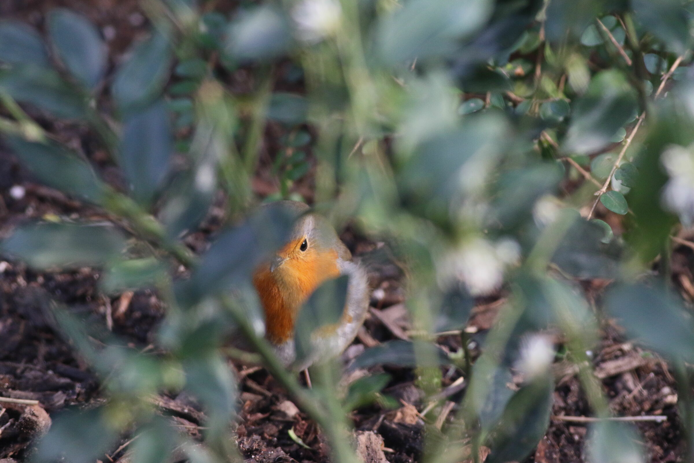 robin (Erithacus rubecula)