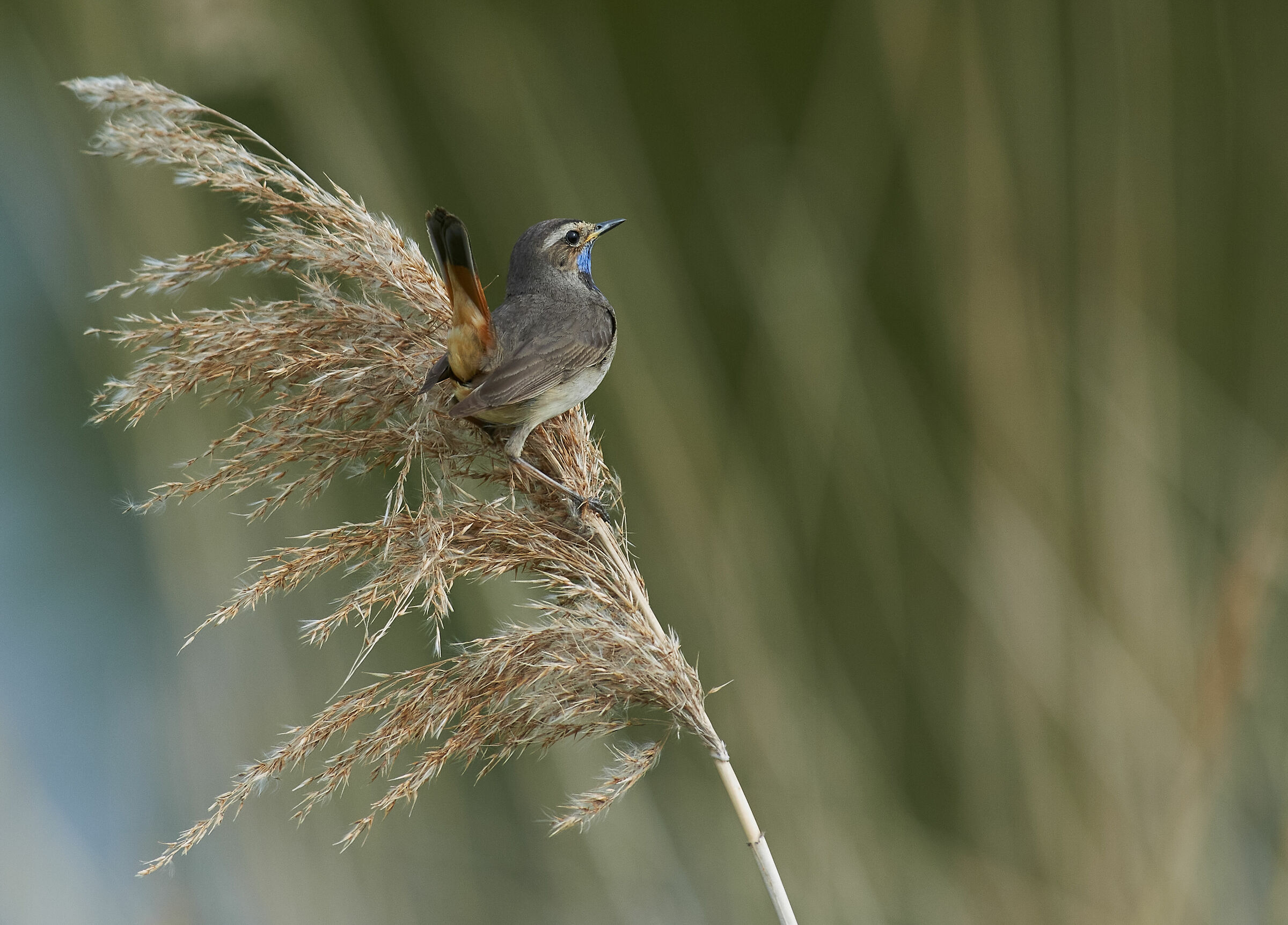 Bluethroat