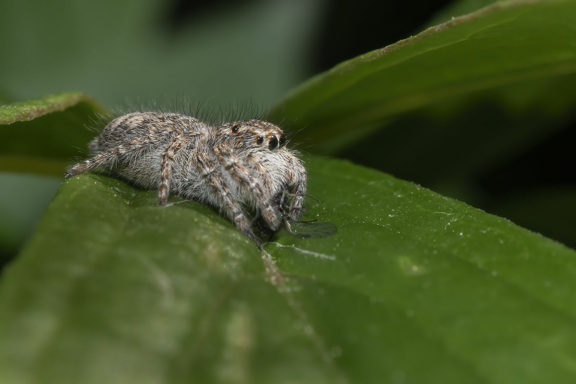 ...Il pranzo è servito...