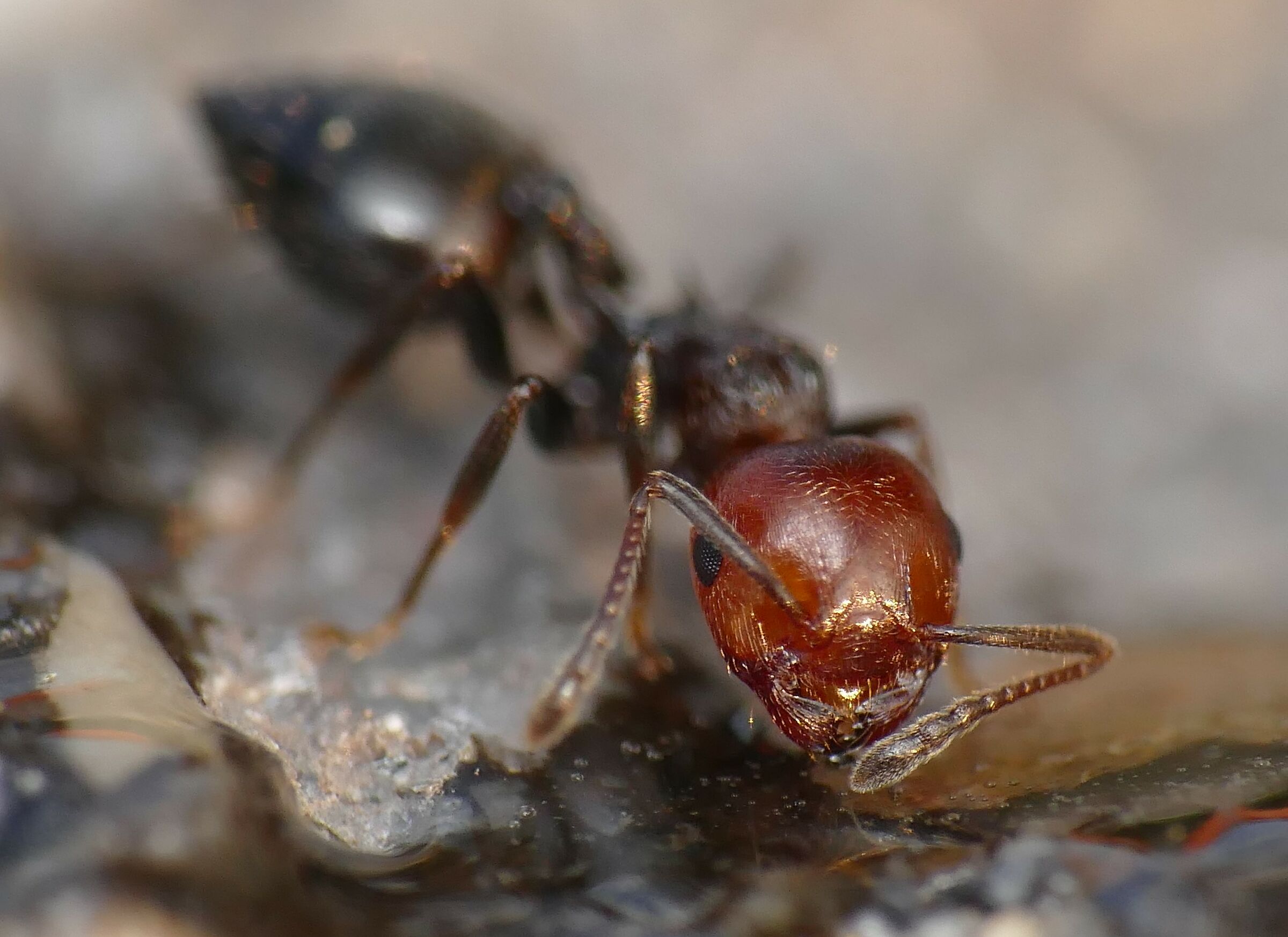 soggetti al tempo del covid-19 (2)