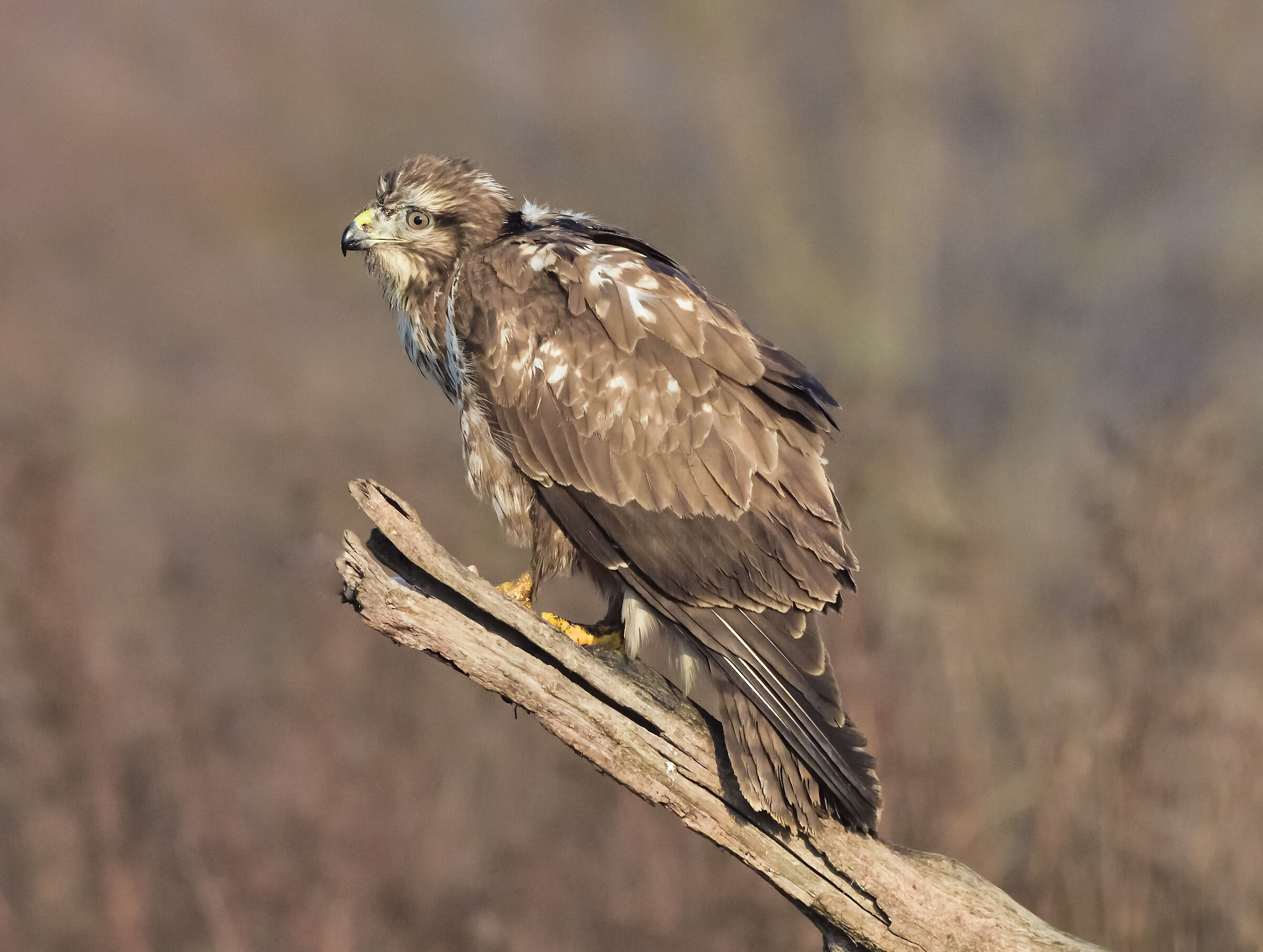 poiana - gennaio 2020