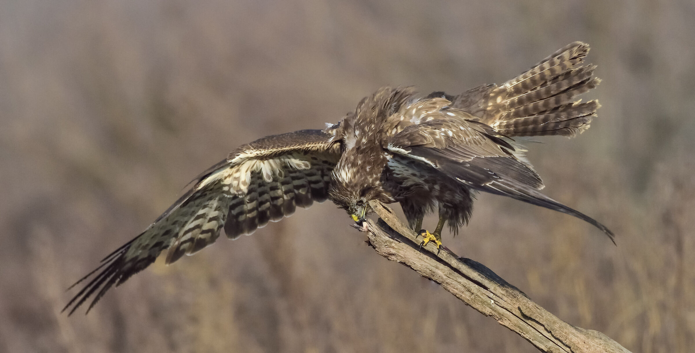 poiana - gennaio 2020