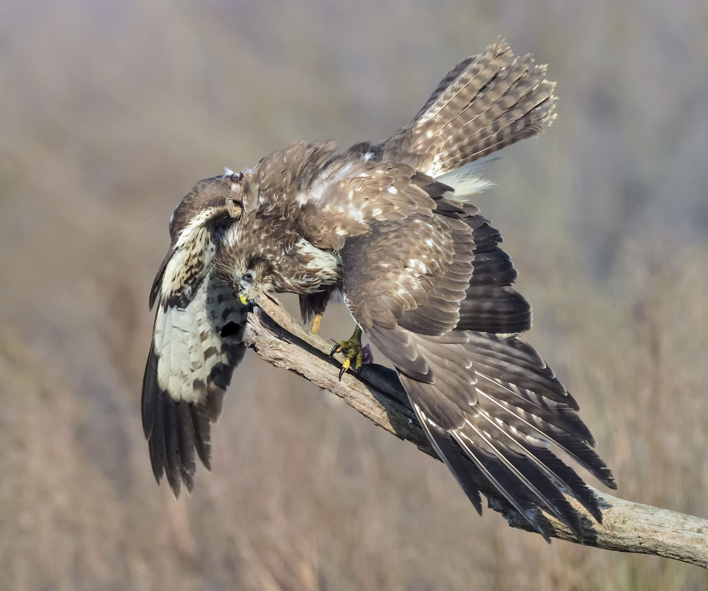 poiana - gennaio 2020