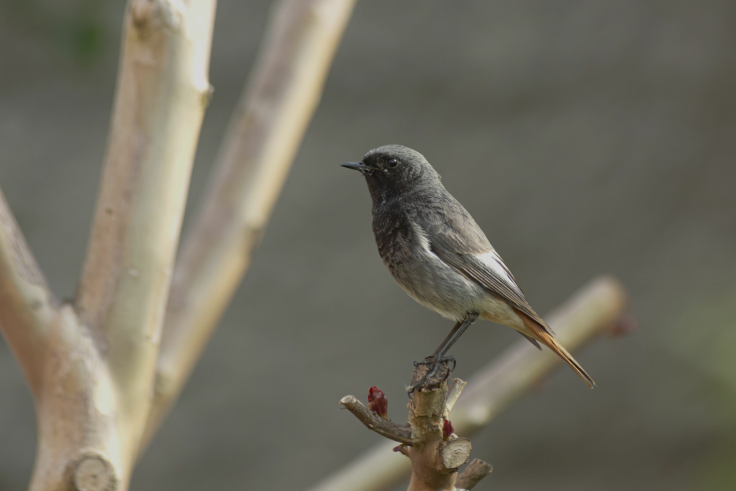 Codirosso Chimney Sweep M.