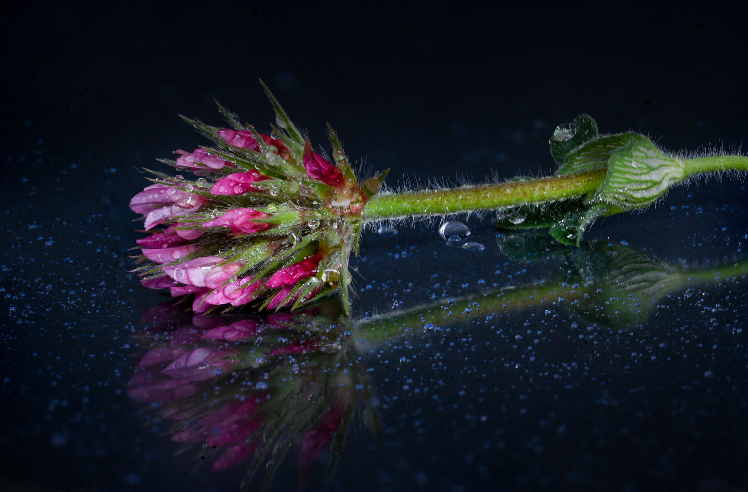 Three leaves as friends for a flower