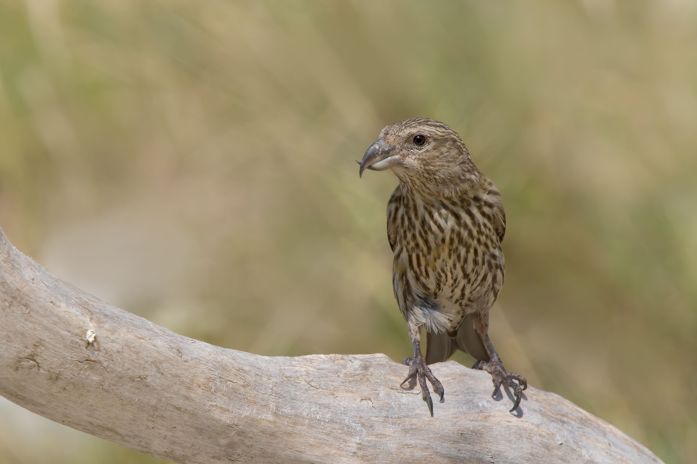 Cruises (Loxia curved)