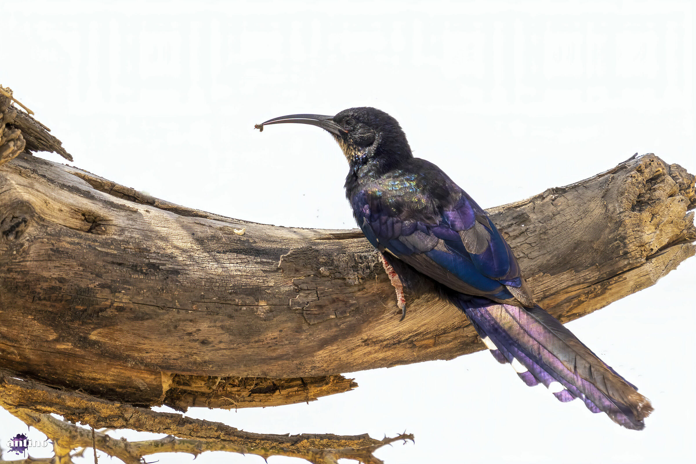Upupa boschereccia becconero (Black-billed wood hoopoe)