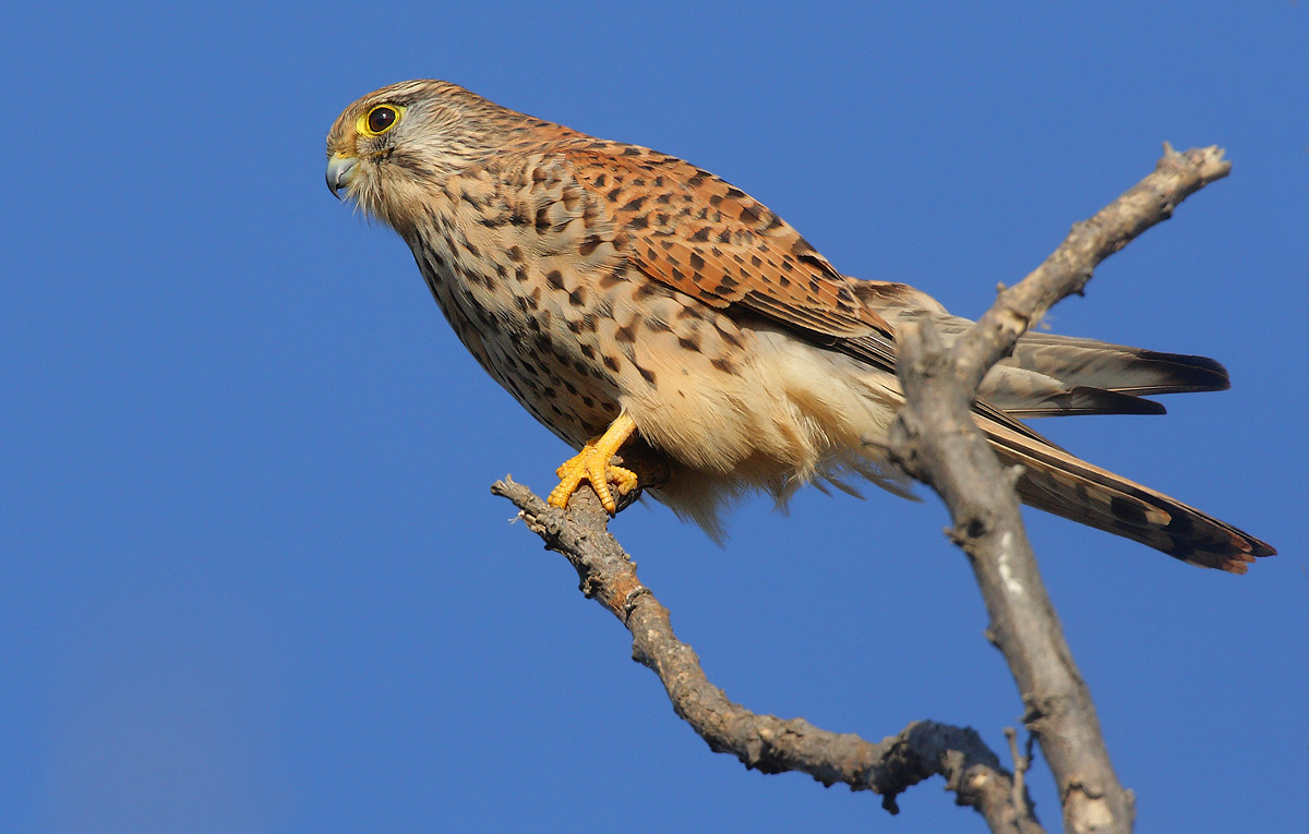 kestrel