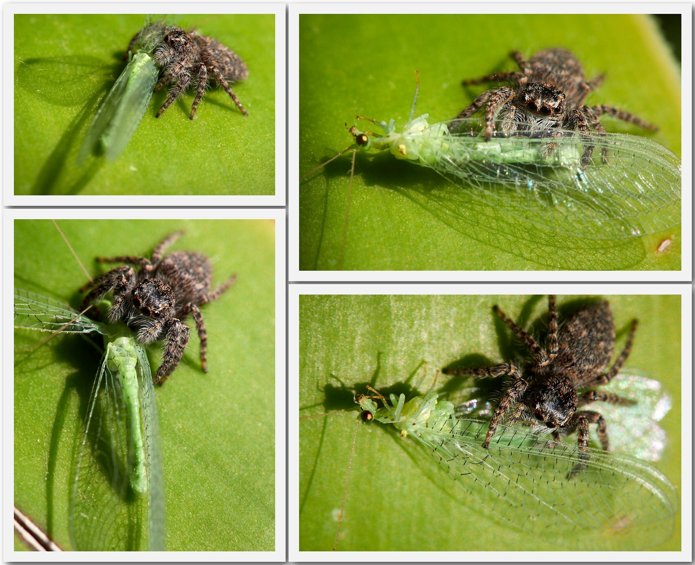 Pranzo della domenica