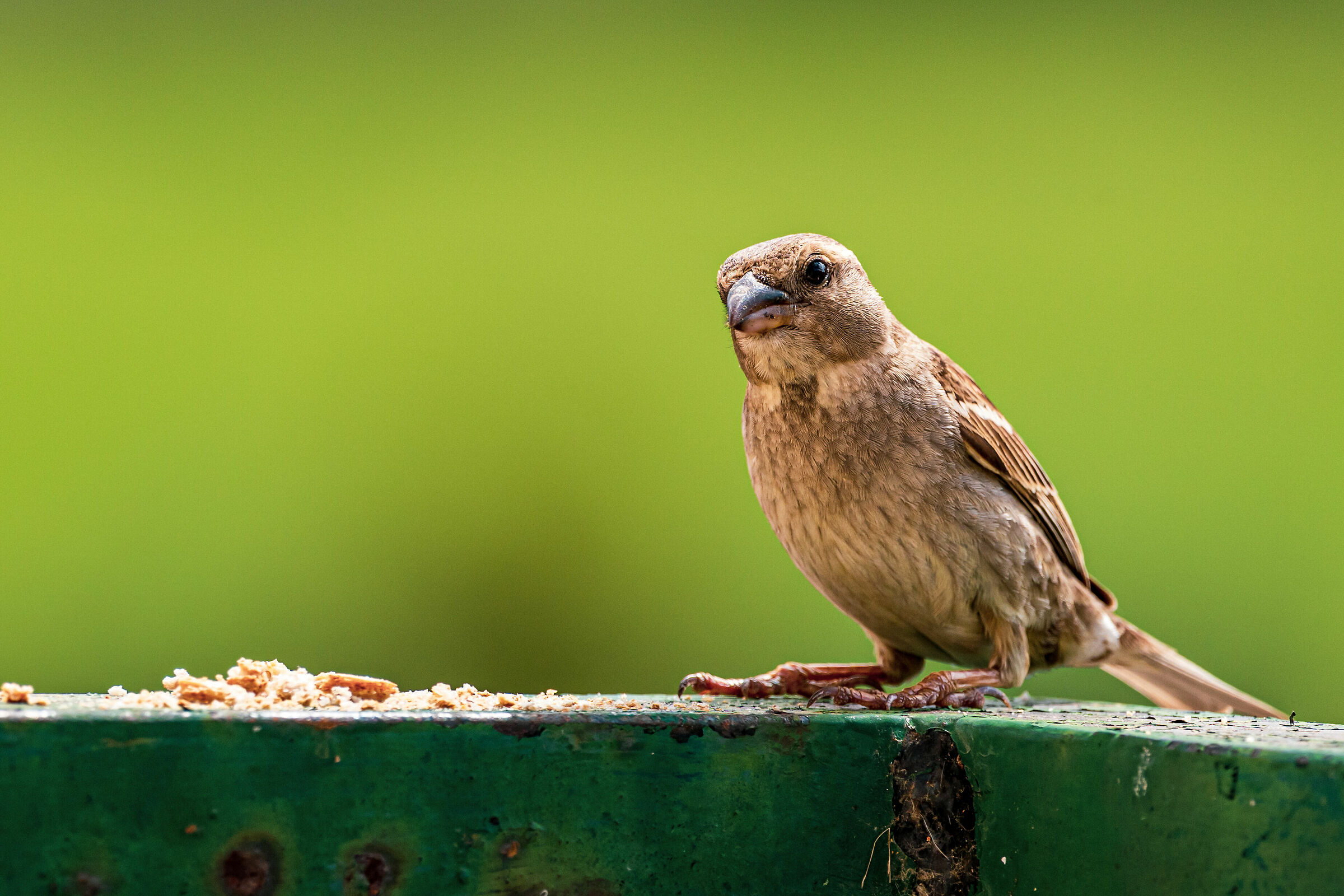 Spring birds
