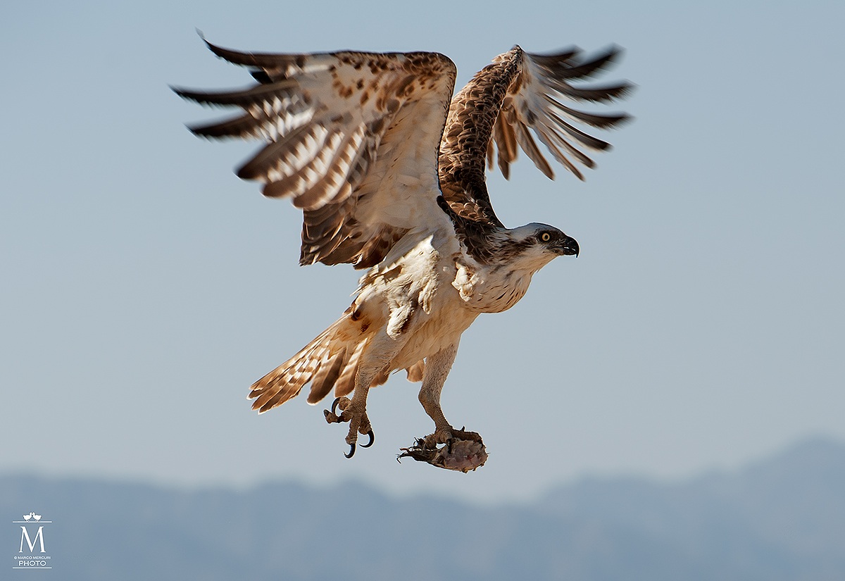 Nabq Osprey with Prey