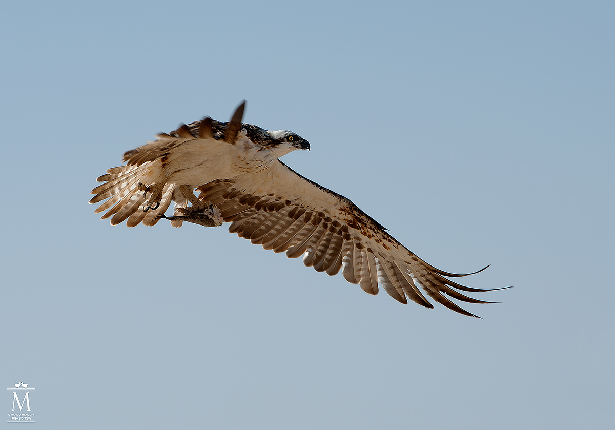 Osprey with prey in flight