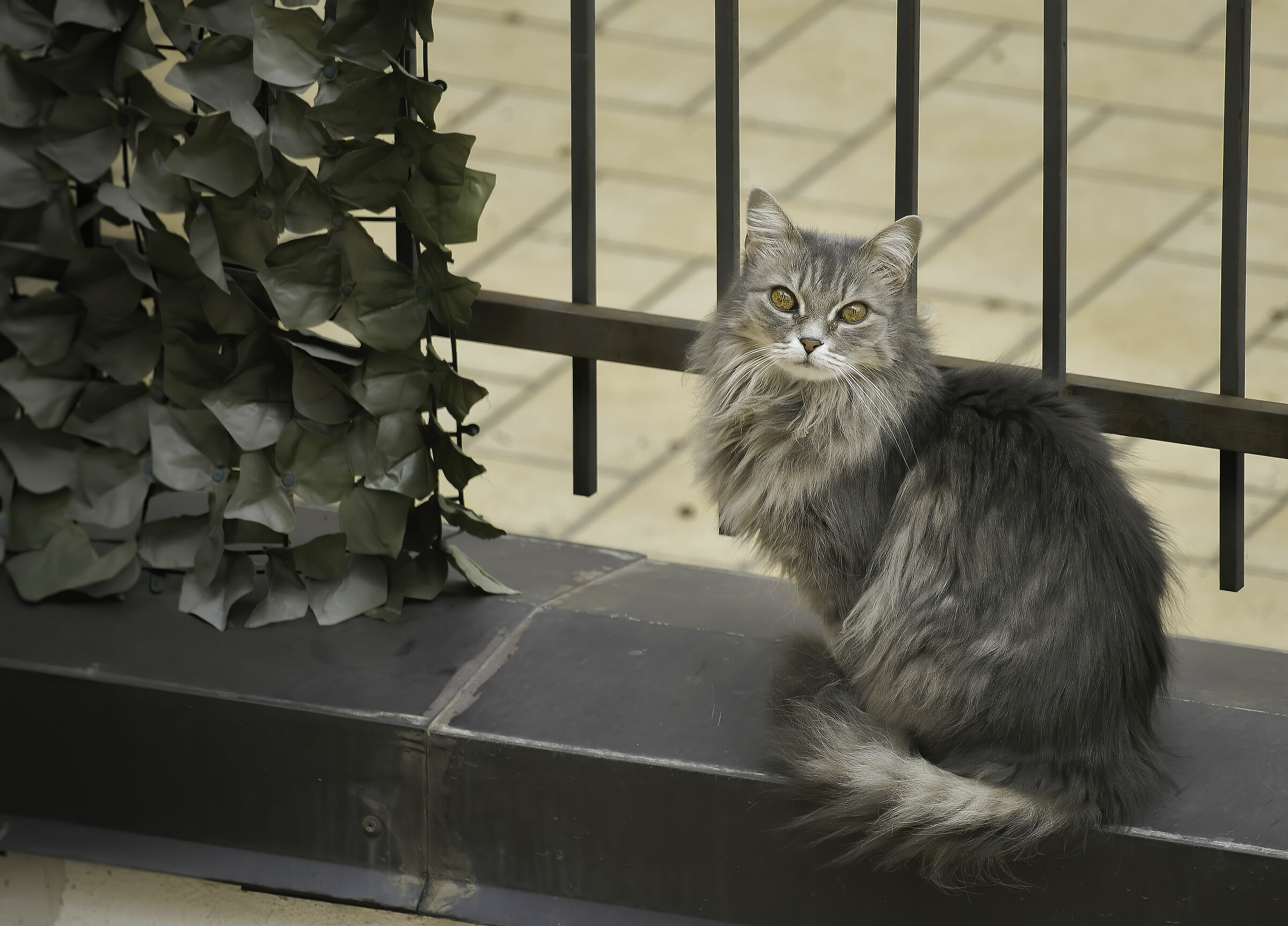 Cat of the house next door