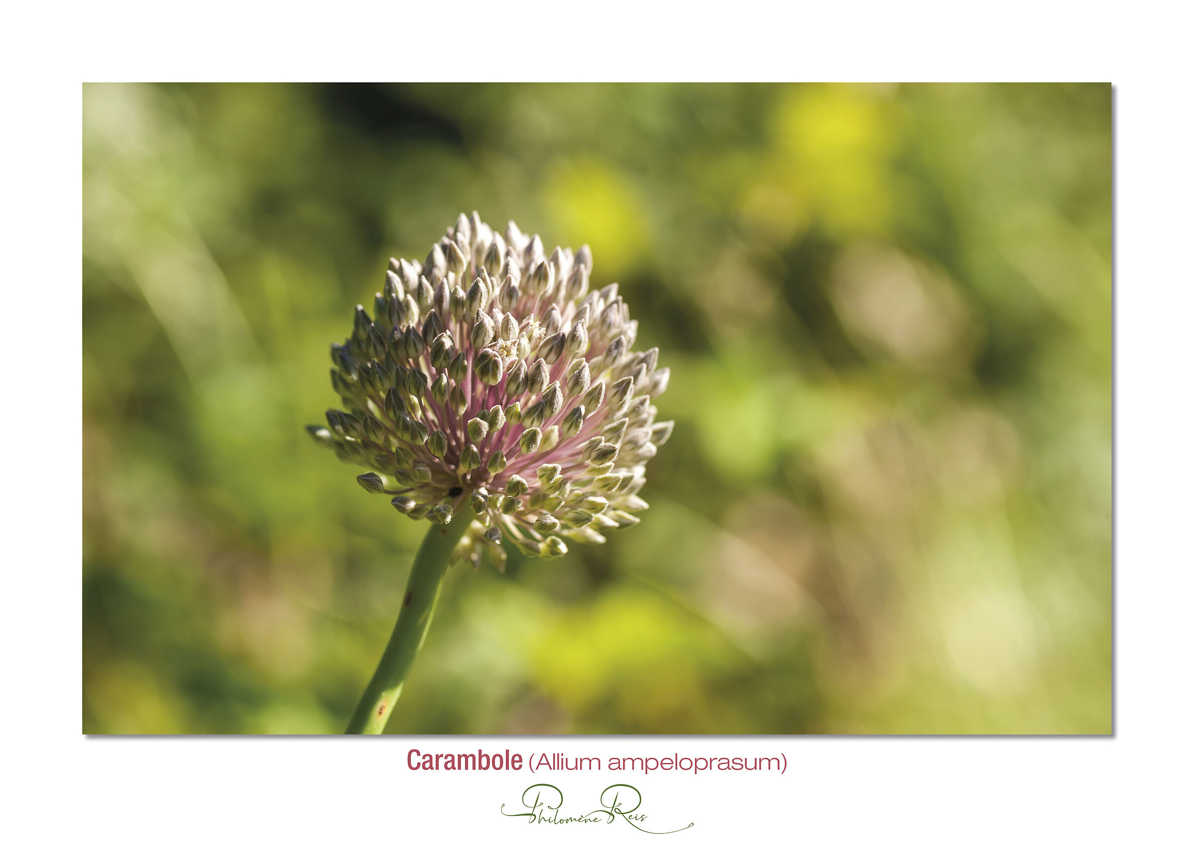 Carambole-Allium ampeloprasum.