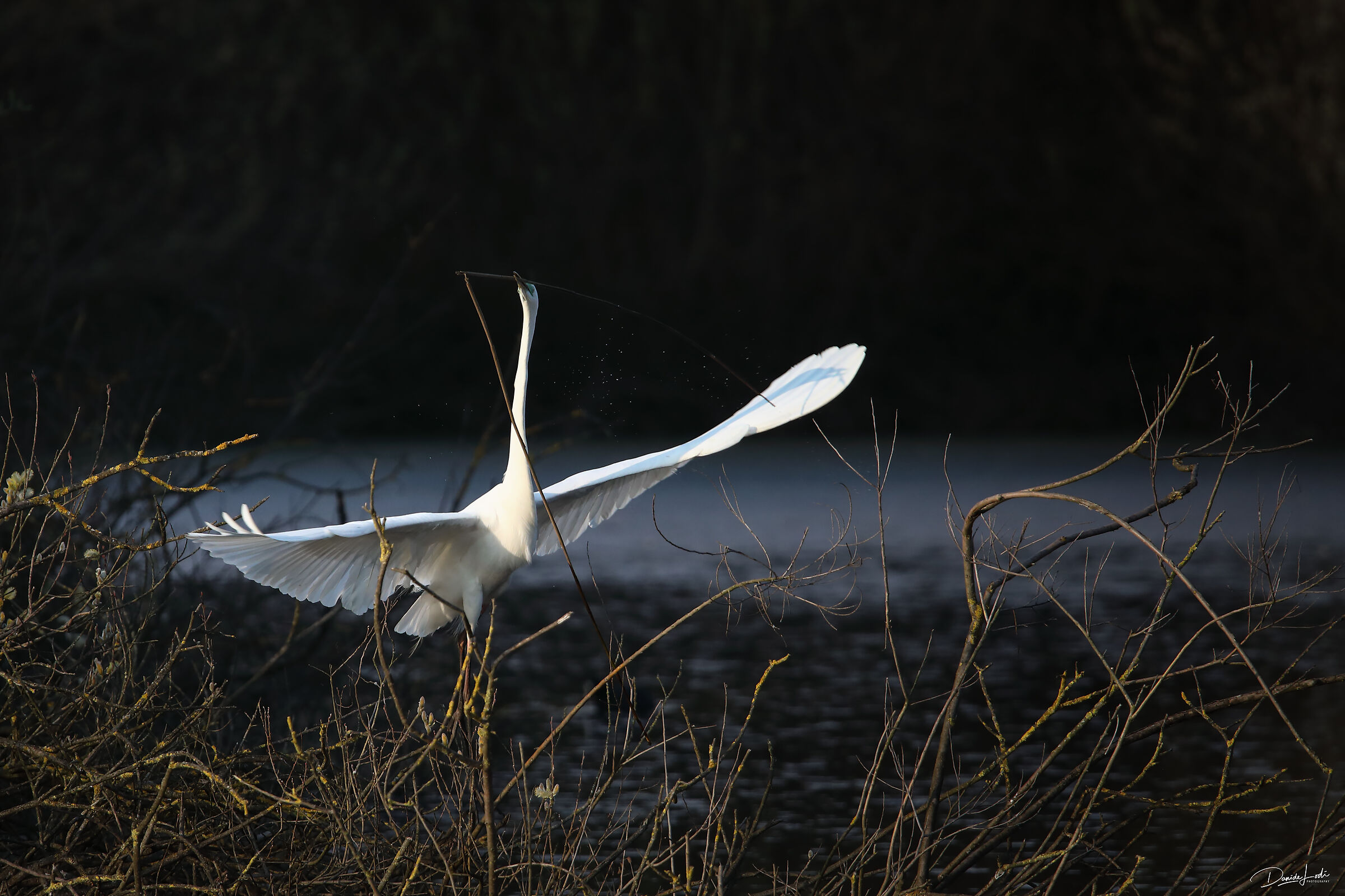 Airone bianco maggiore