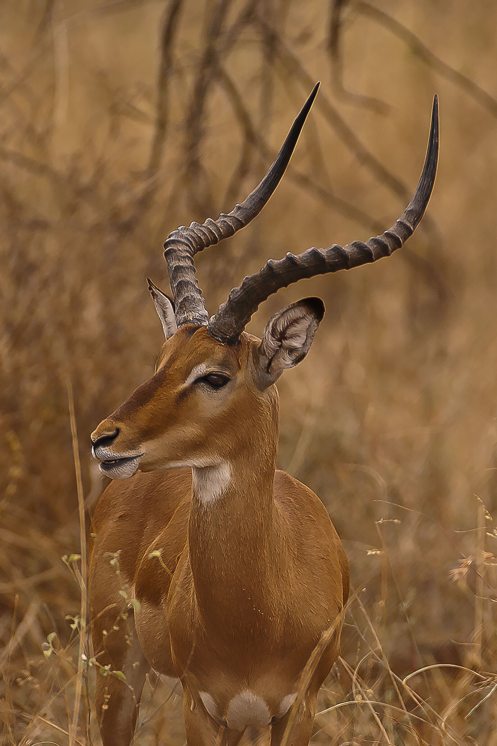 Impala (Aepycerus melampus)