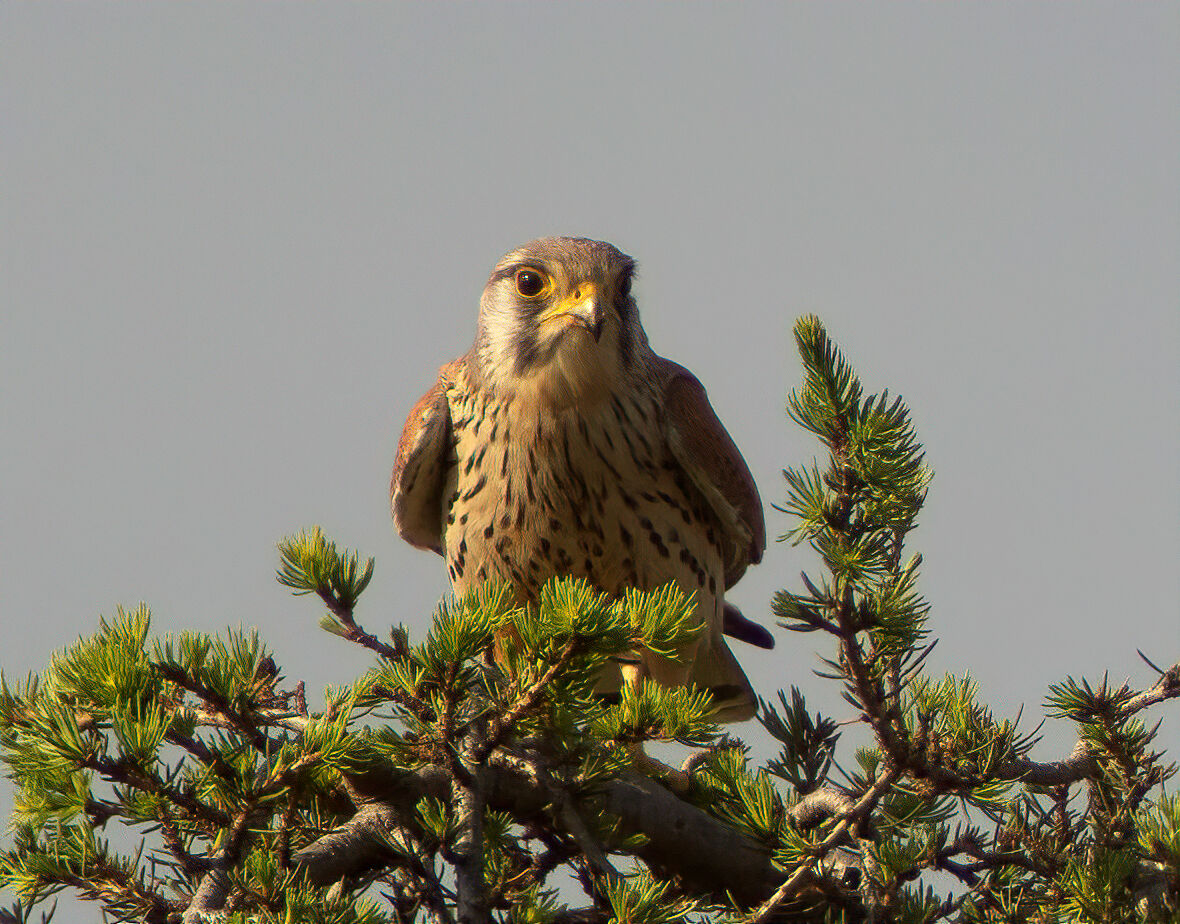 Il gheppio di casa mia