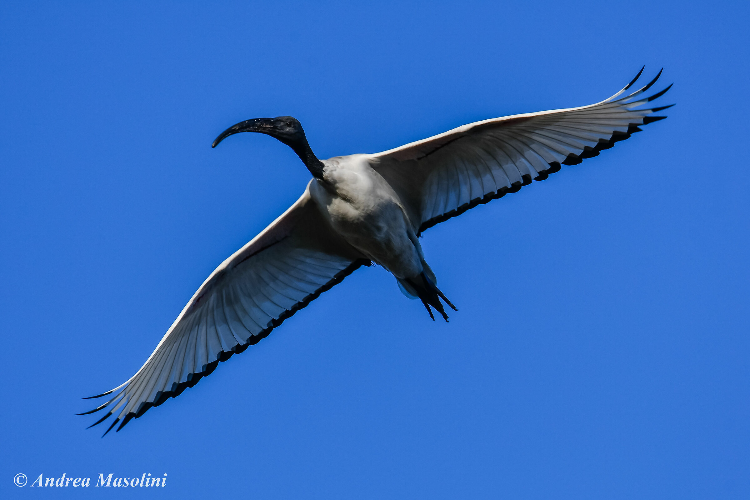 Ibis Sacro