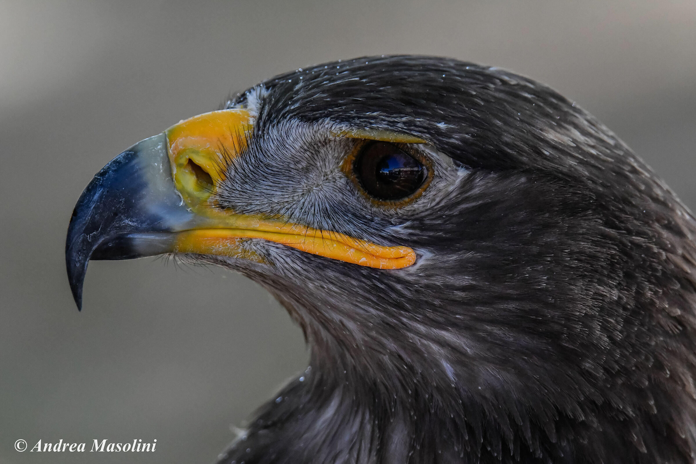 Aquila Nipalensis