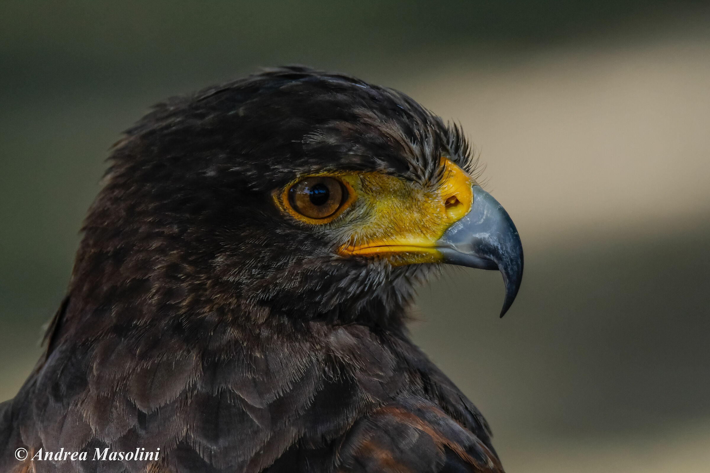 Aquila Nipalensis