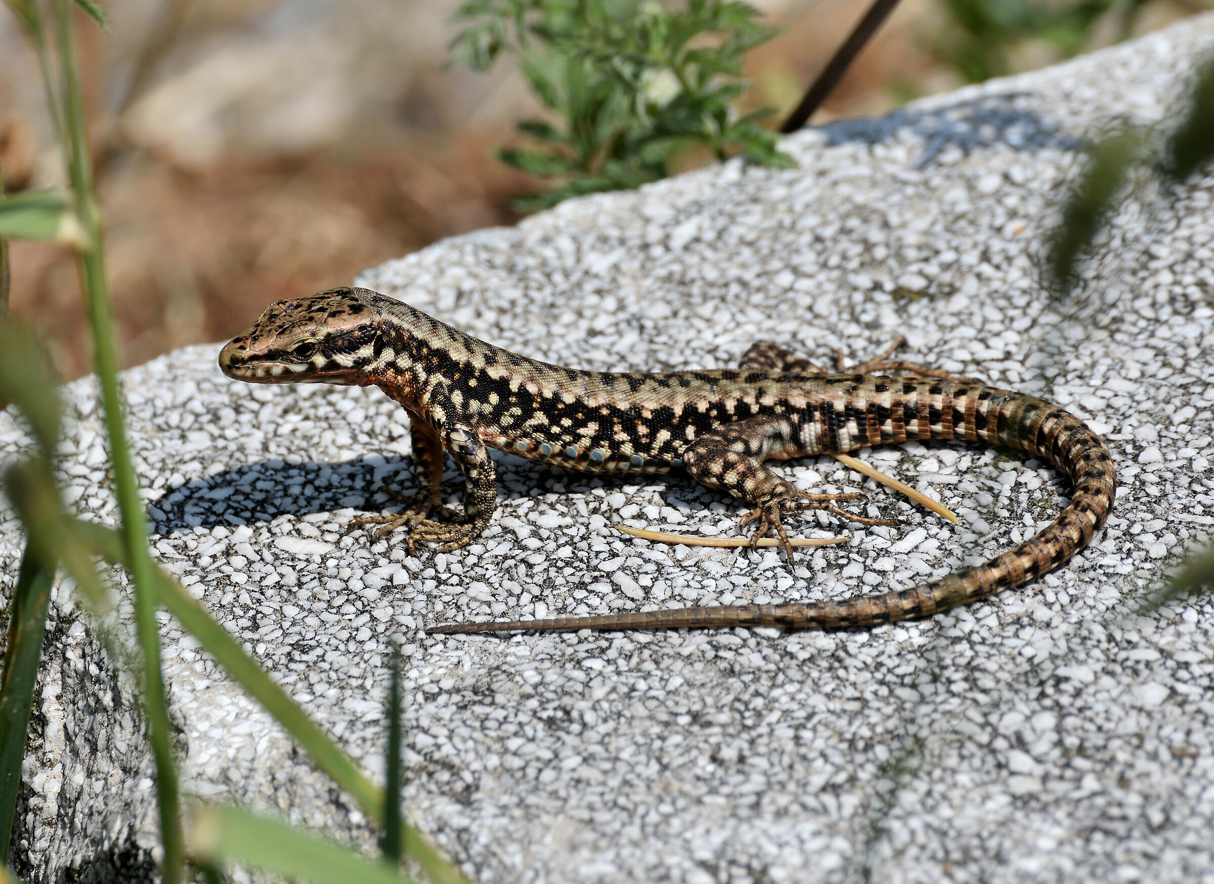 In attesa della preda