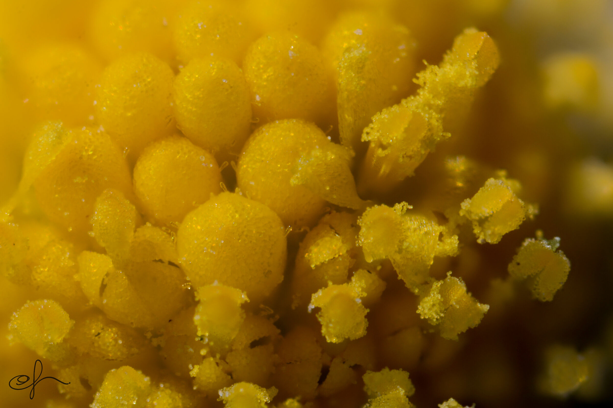 Fiori su fiori - Fiori “Tubolosi” della margheri...