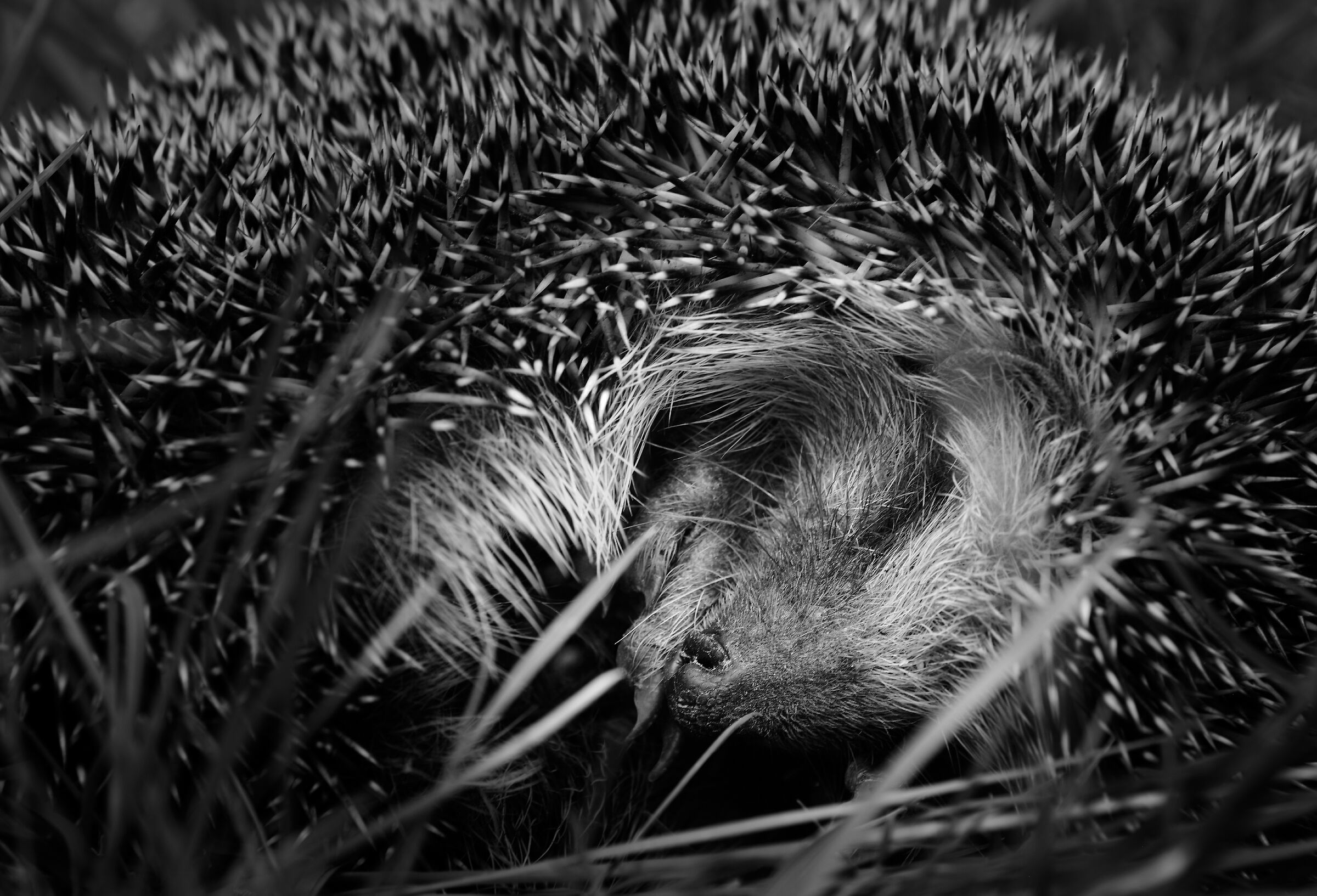 Wildlife in the backyard: sleeping hedgehog 1