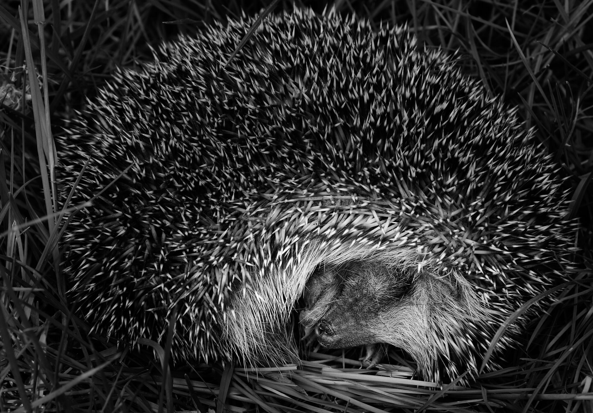 Wildlife in the backyard: sleeping hedgehog 2