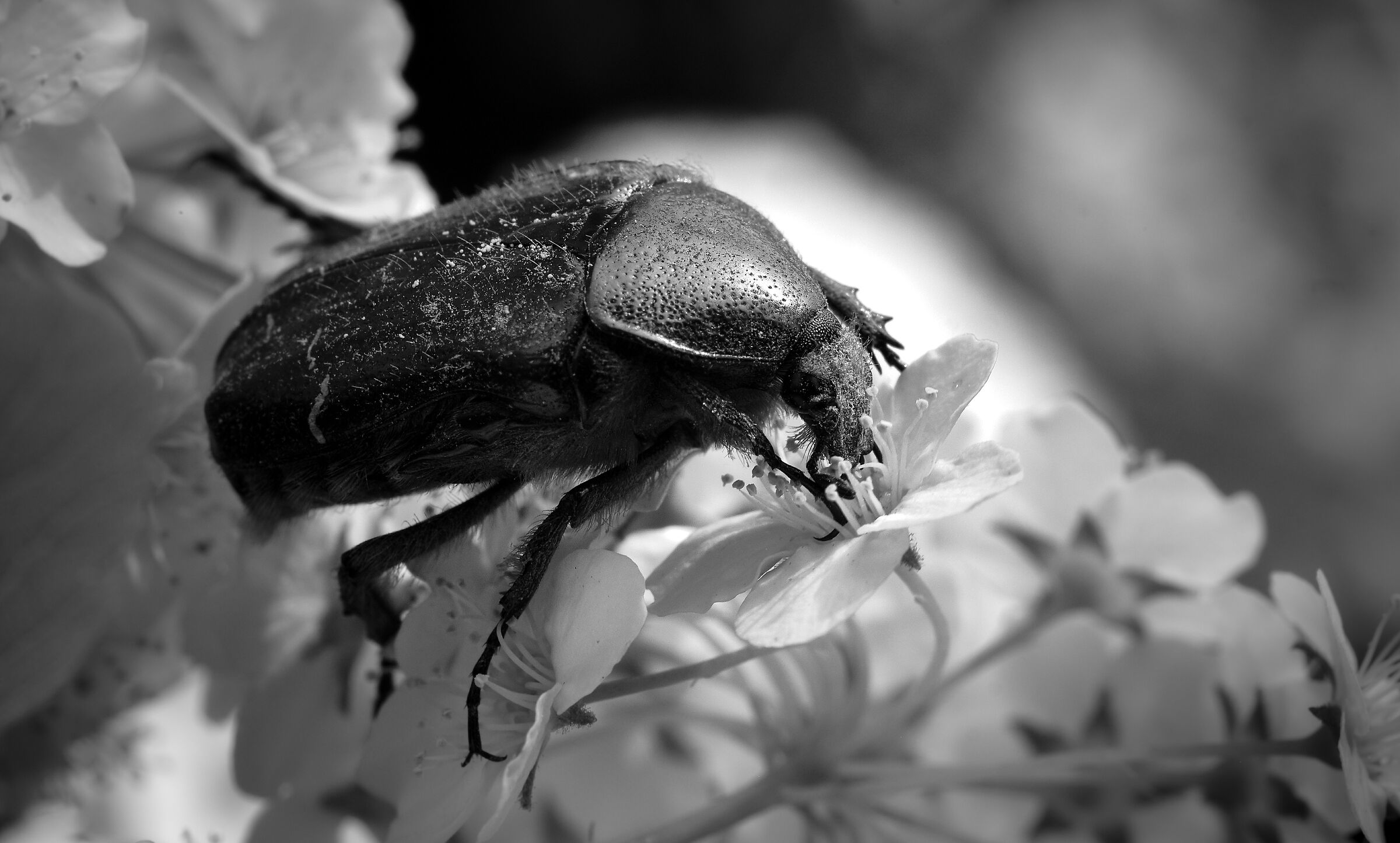 Wildlife in the backyard: beetle 1