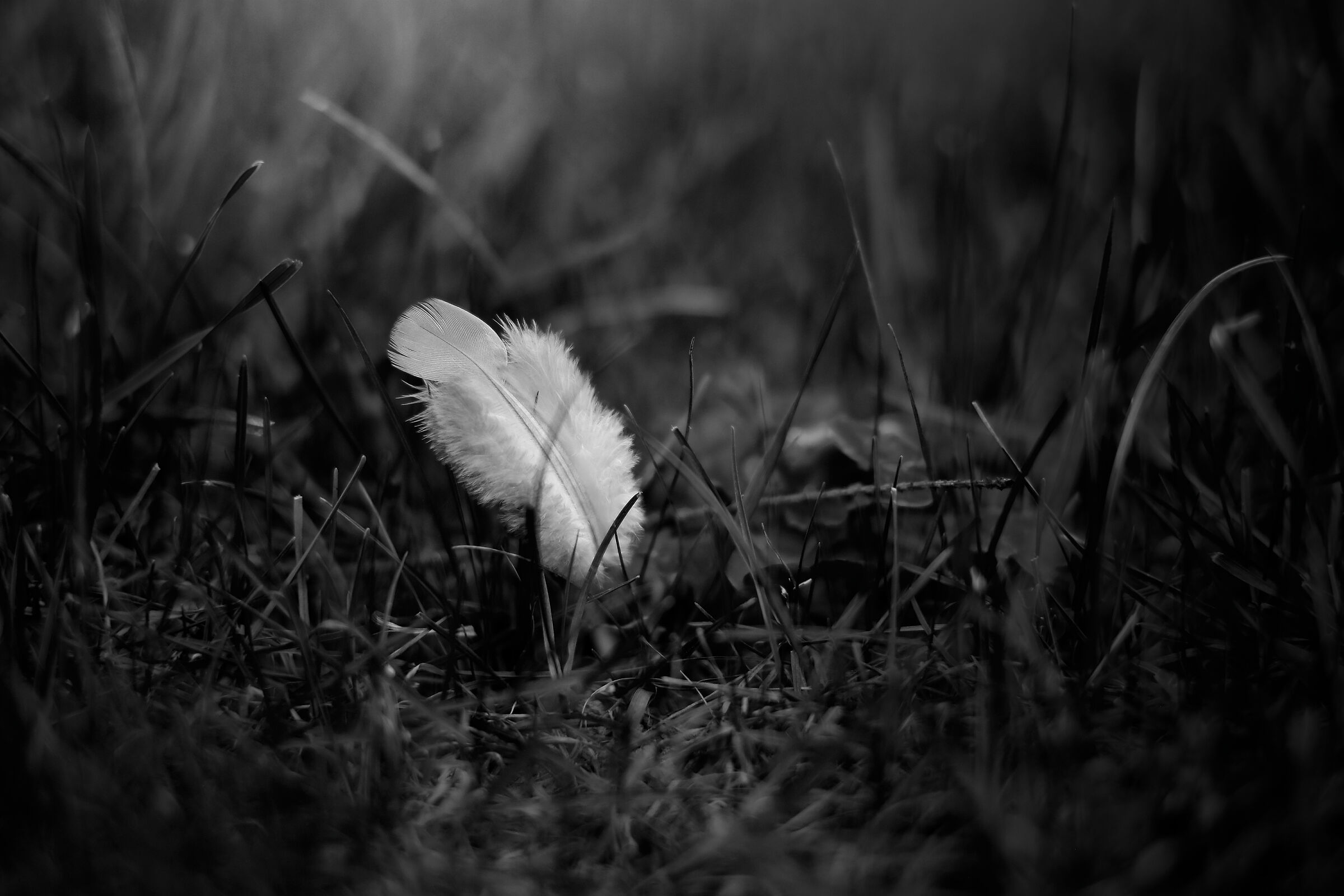 Wildlife in the backyard: feather 1