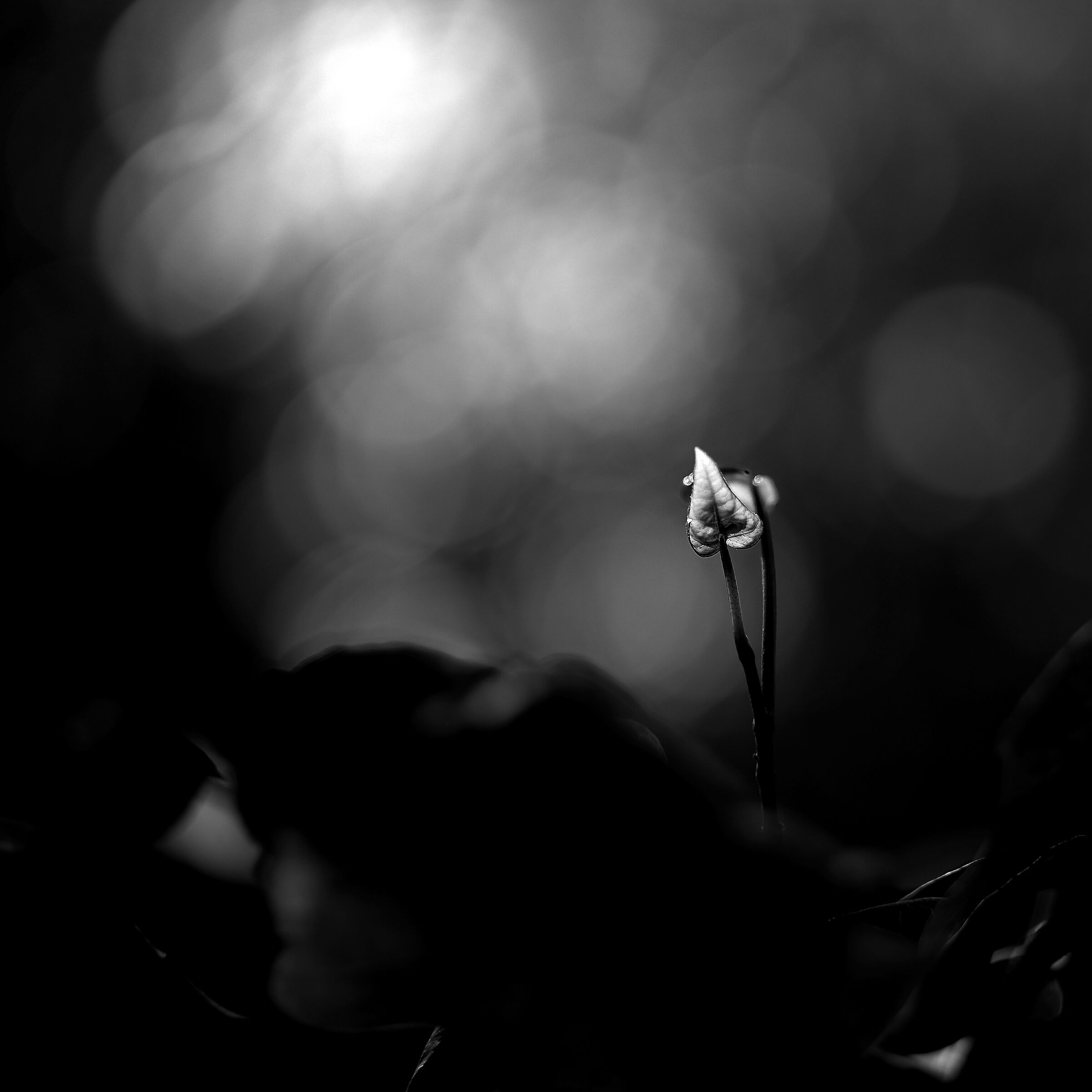 Guardando la siepe 1