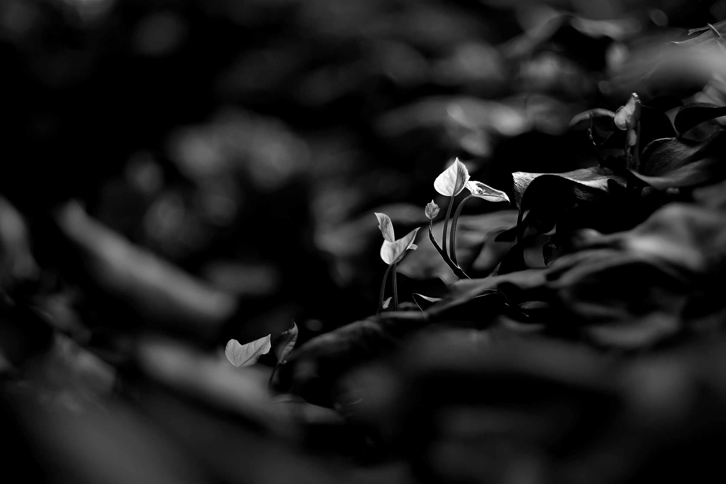 Guardando la siepe 2