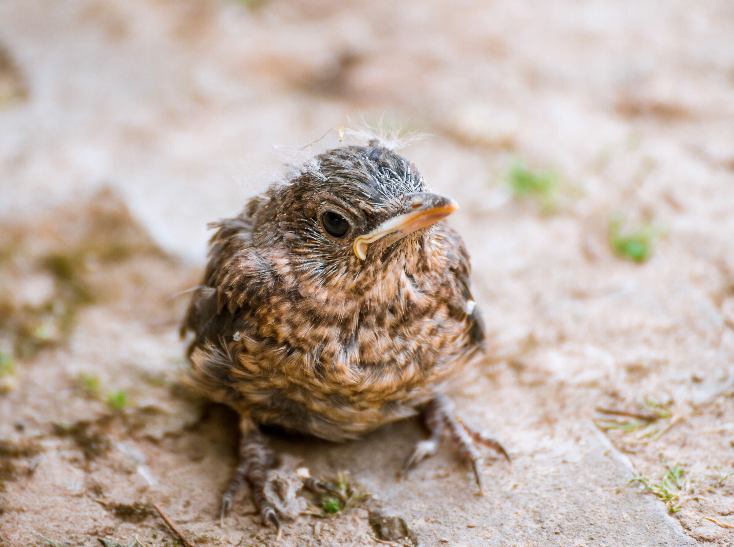Piccolo Merlo, da molto vicino
