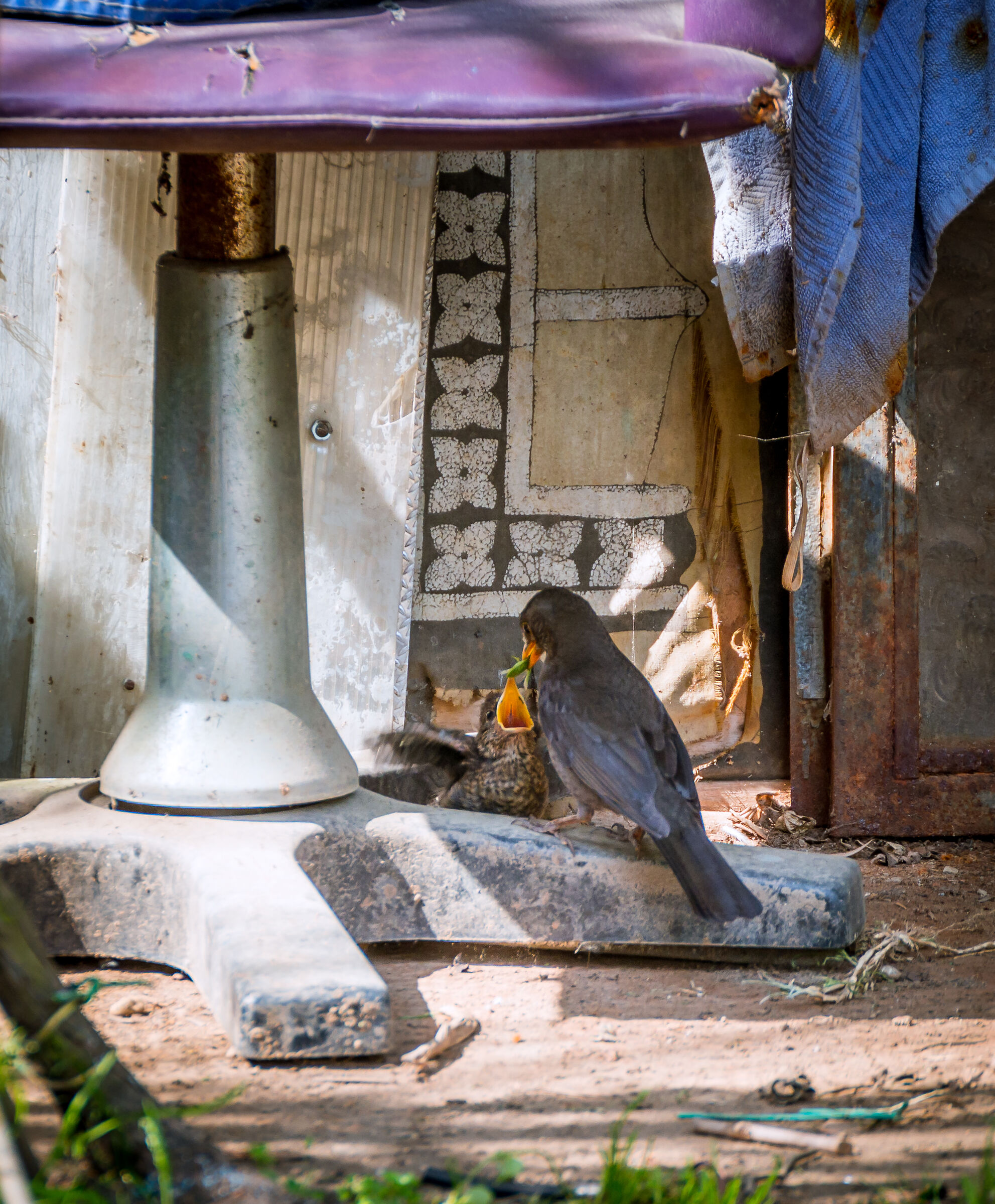 Trovato! Apri la bocca!