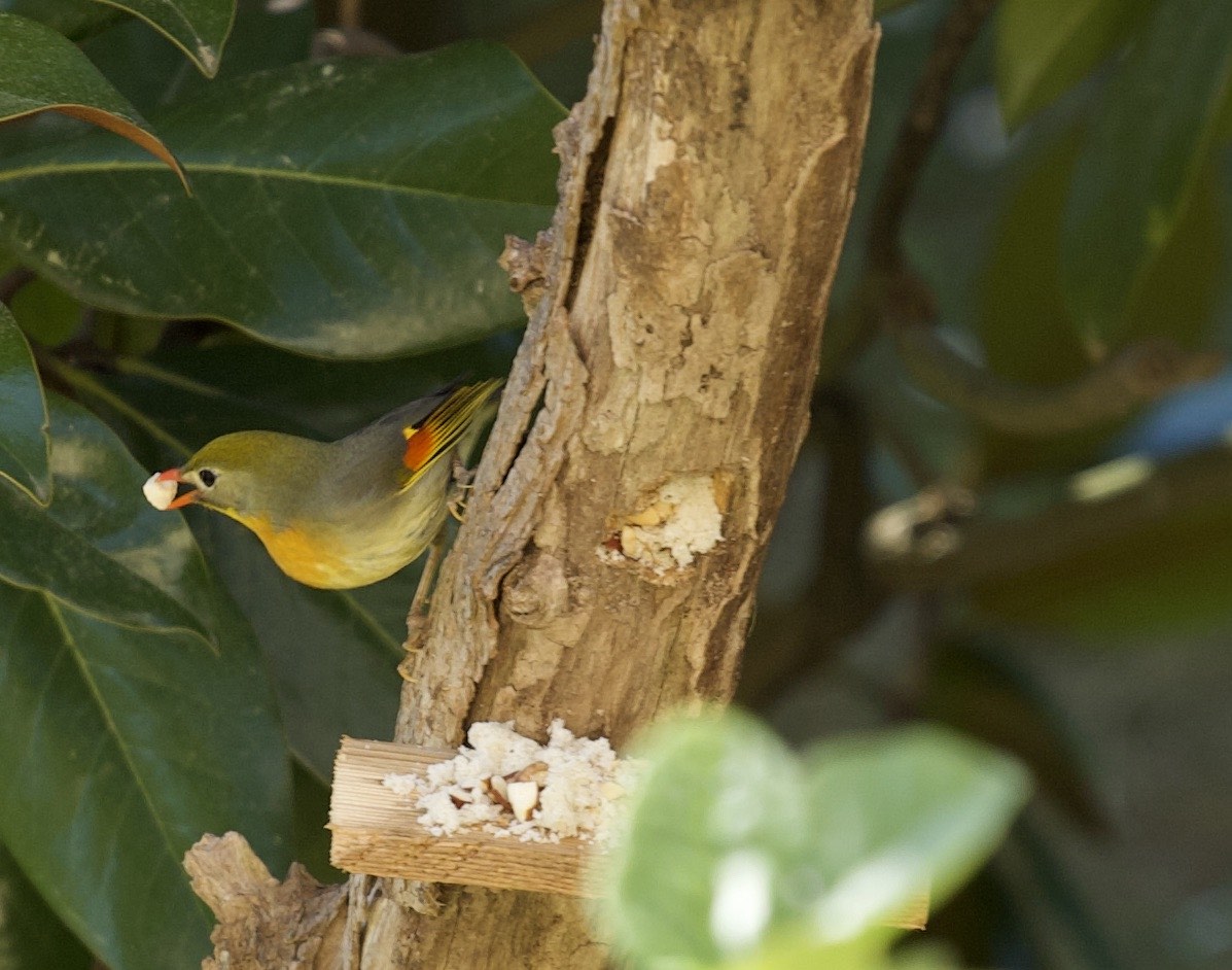 Leiotrhrix Lutea Usignolo del Giappone