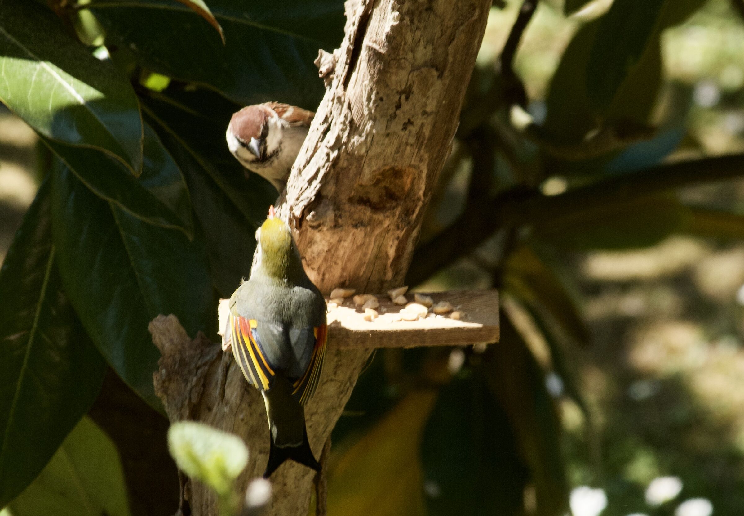 Leiotrhrix Lutea Usignolo del Giappone con passerotto