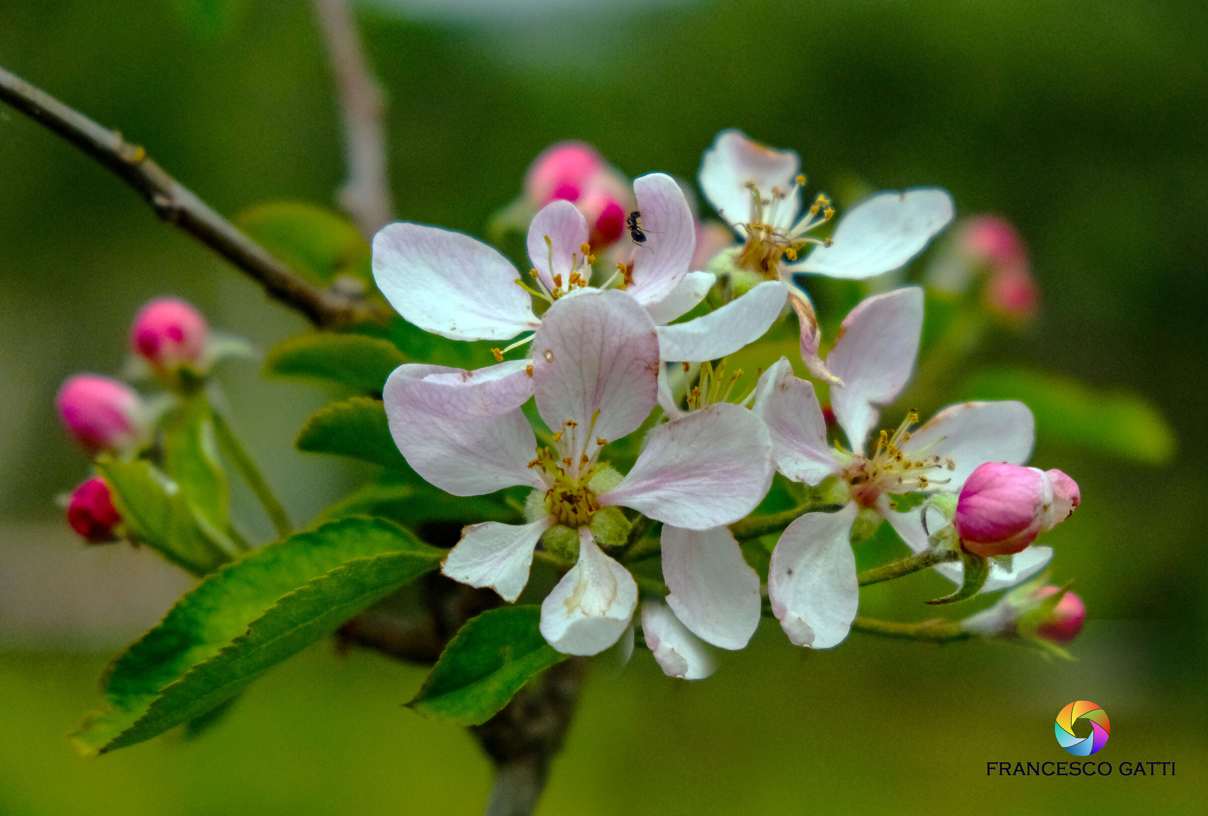 Apple blossoms
