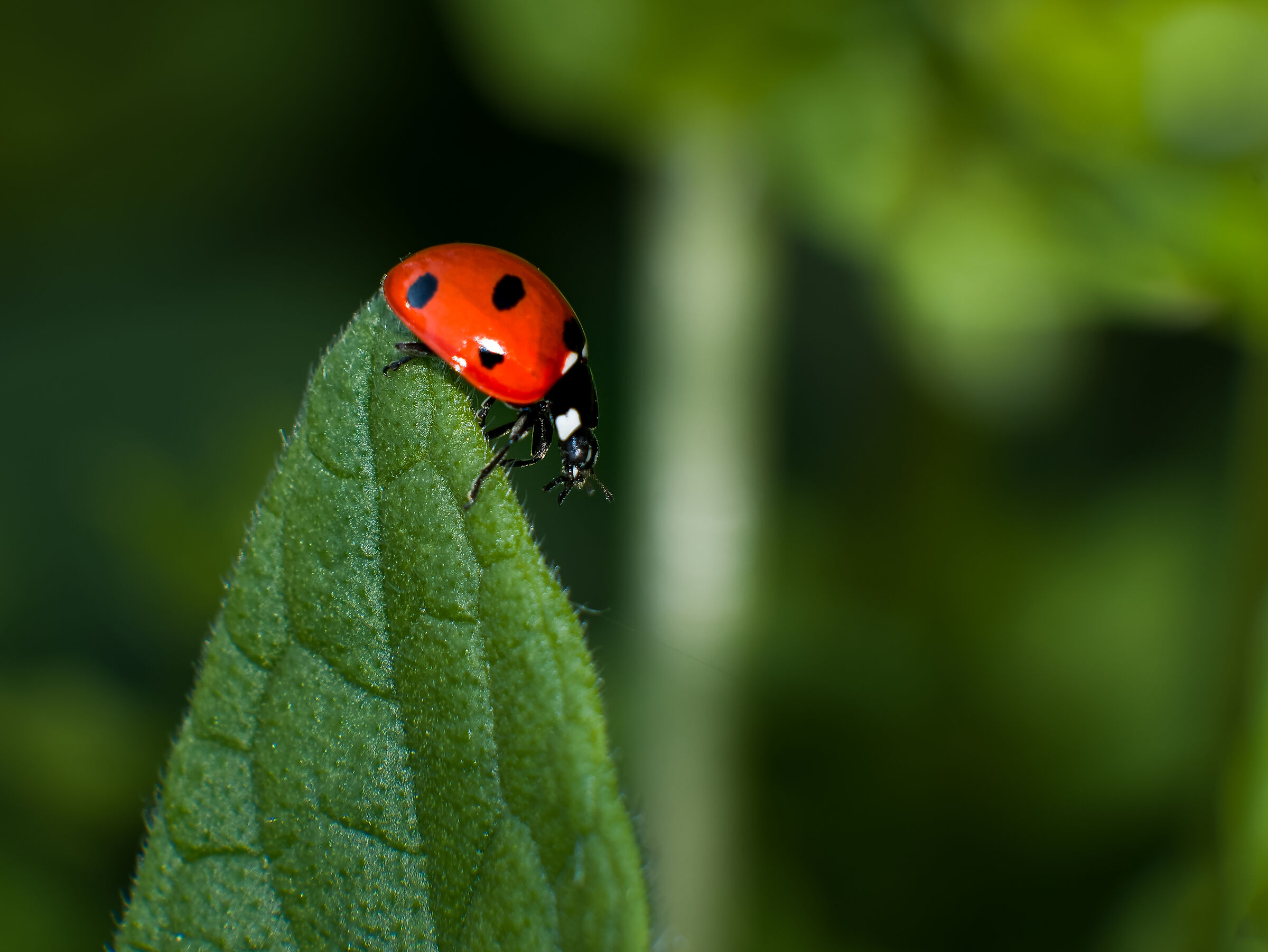 Ladybug
