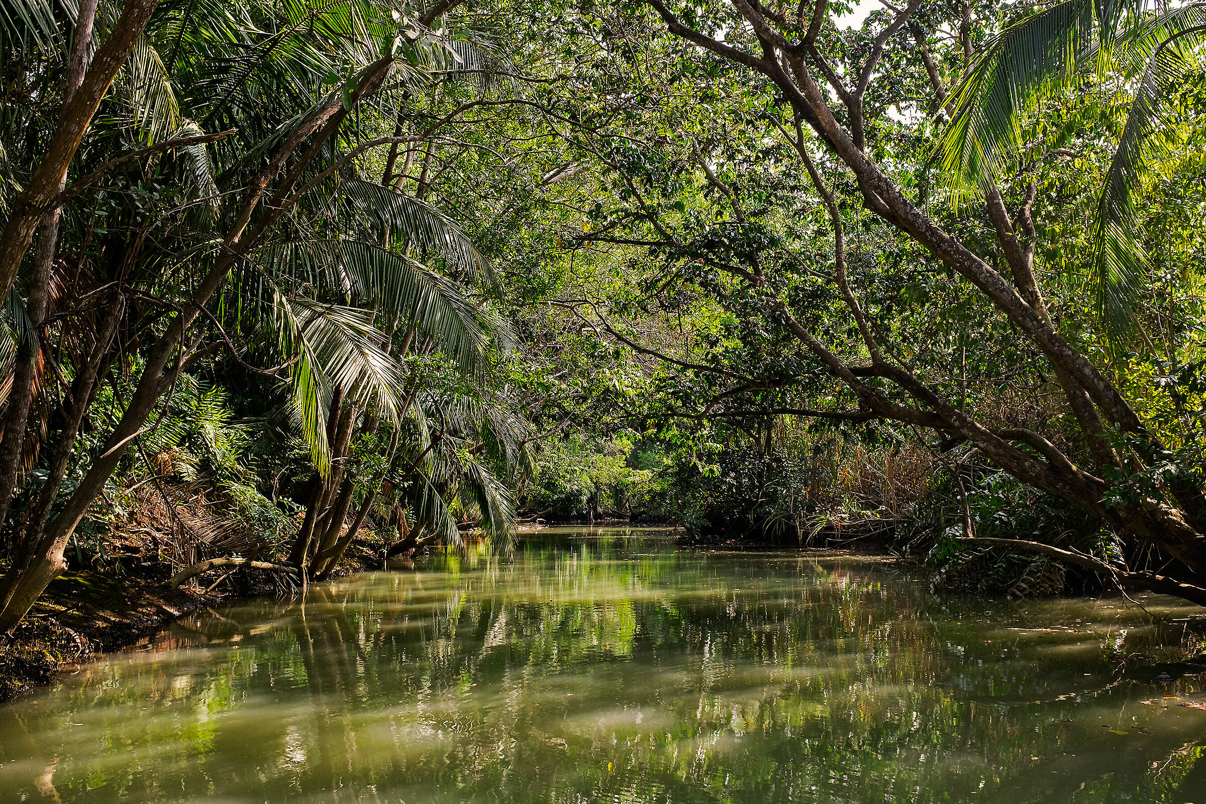 Rio Frio Costa Rica