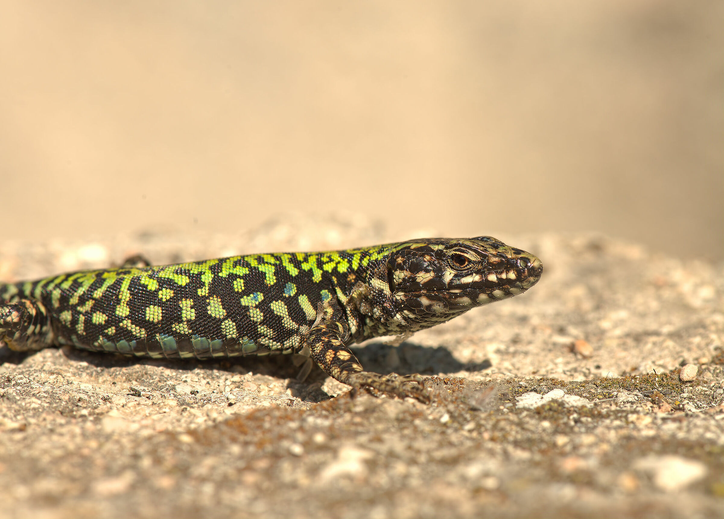 Male wall lizard