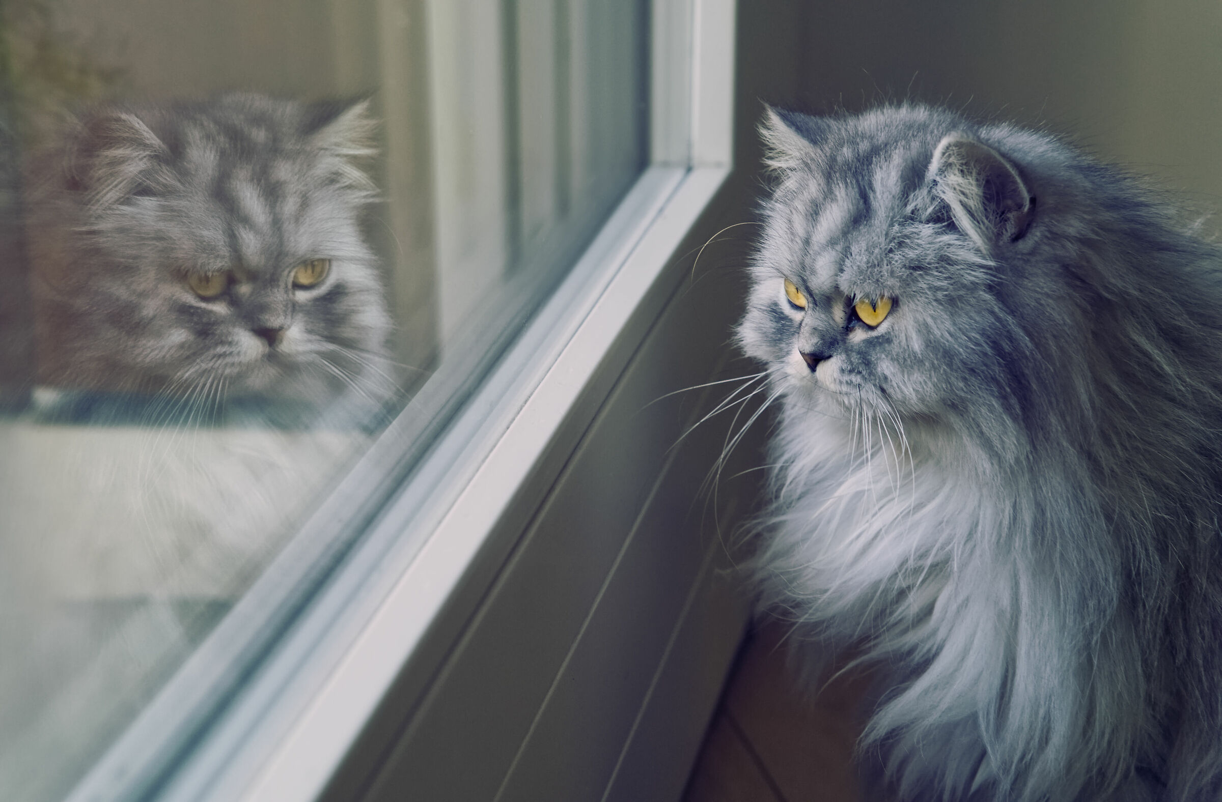 Quarantine feels like...