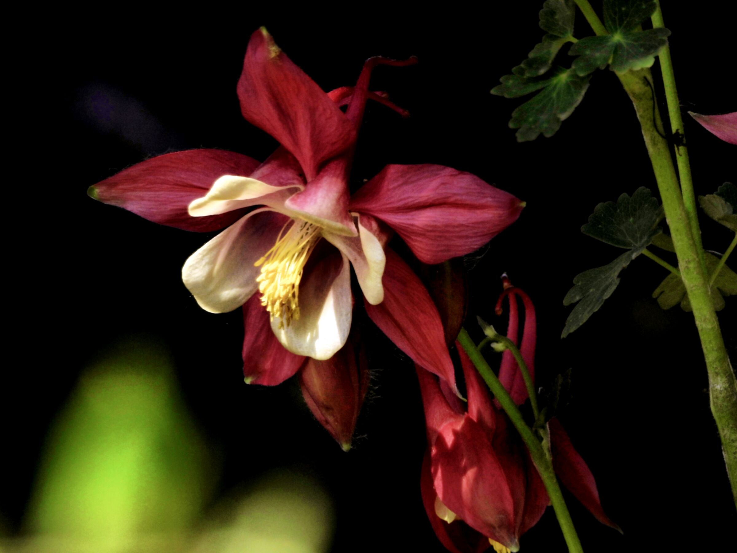 Aquilegia chiaro e scuro 3