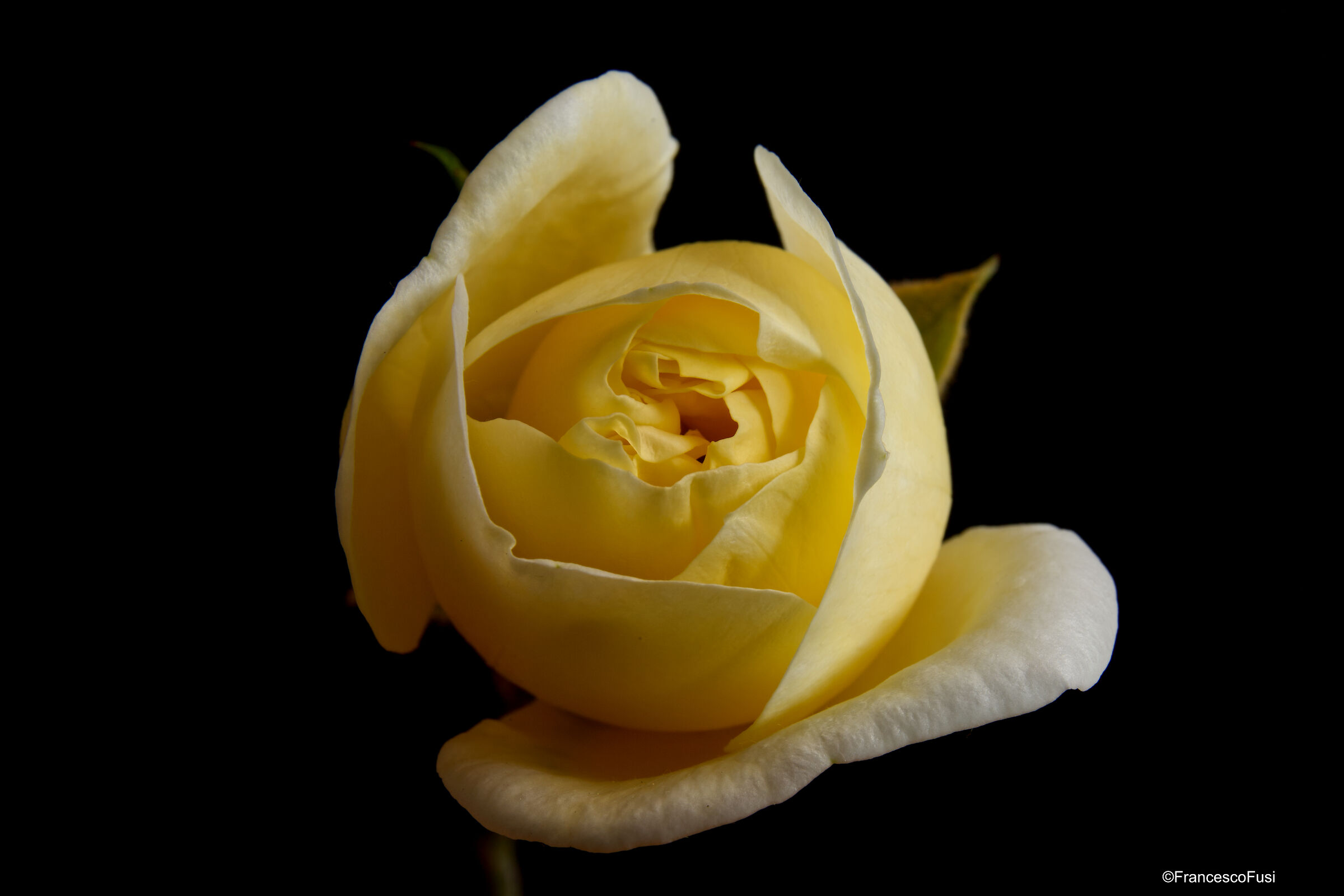 Un classico... Bocciolo di Rosa.