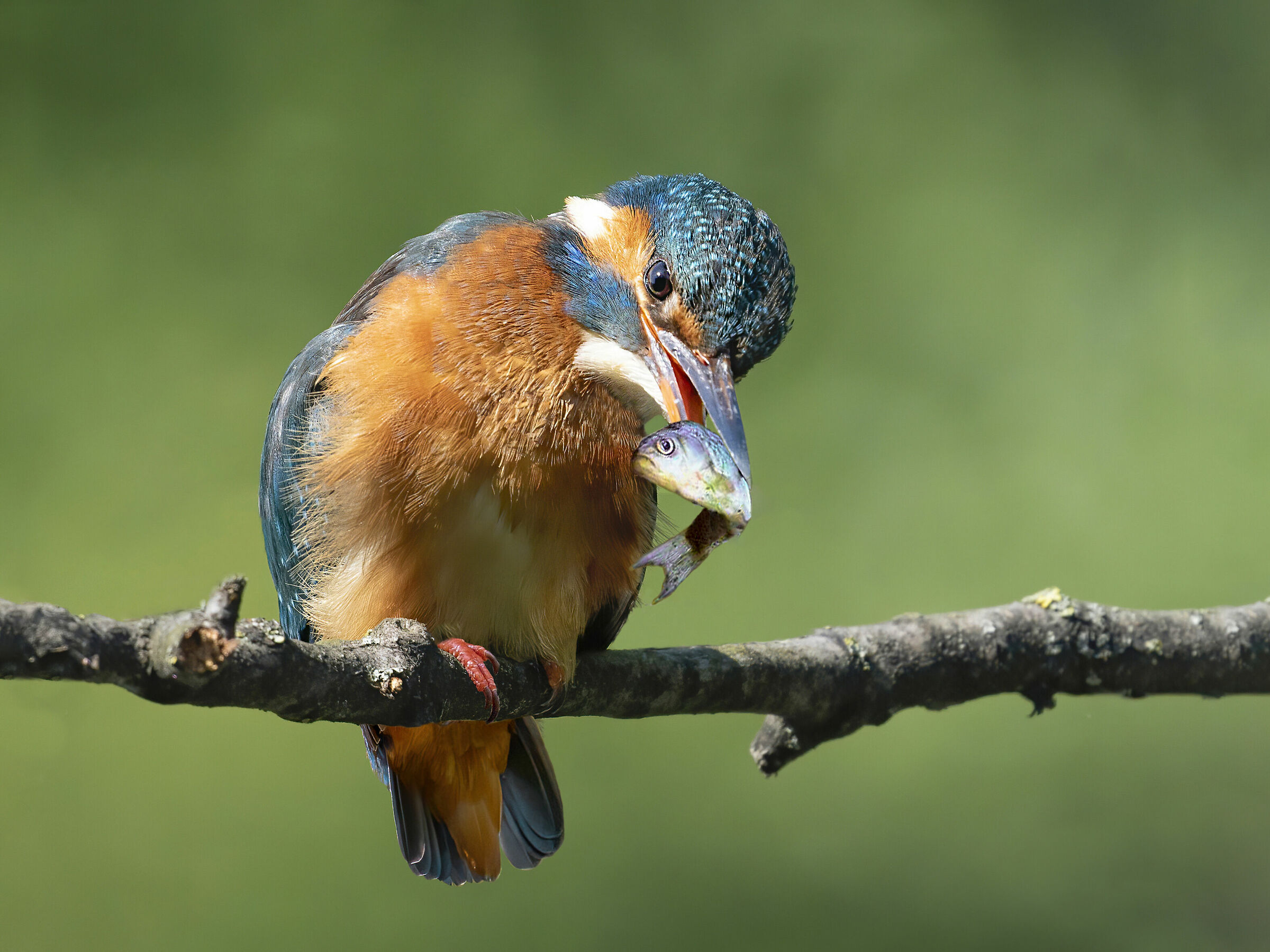 Martin Pescatore che ha pescato una Scardola