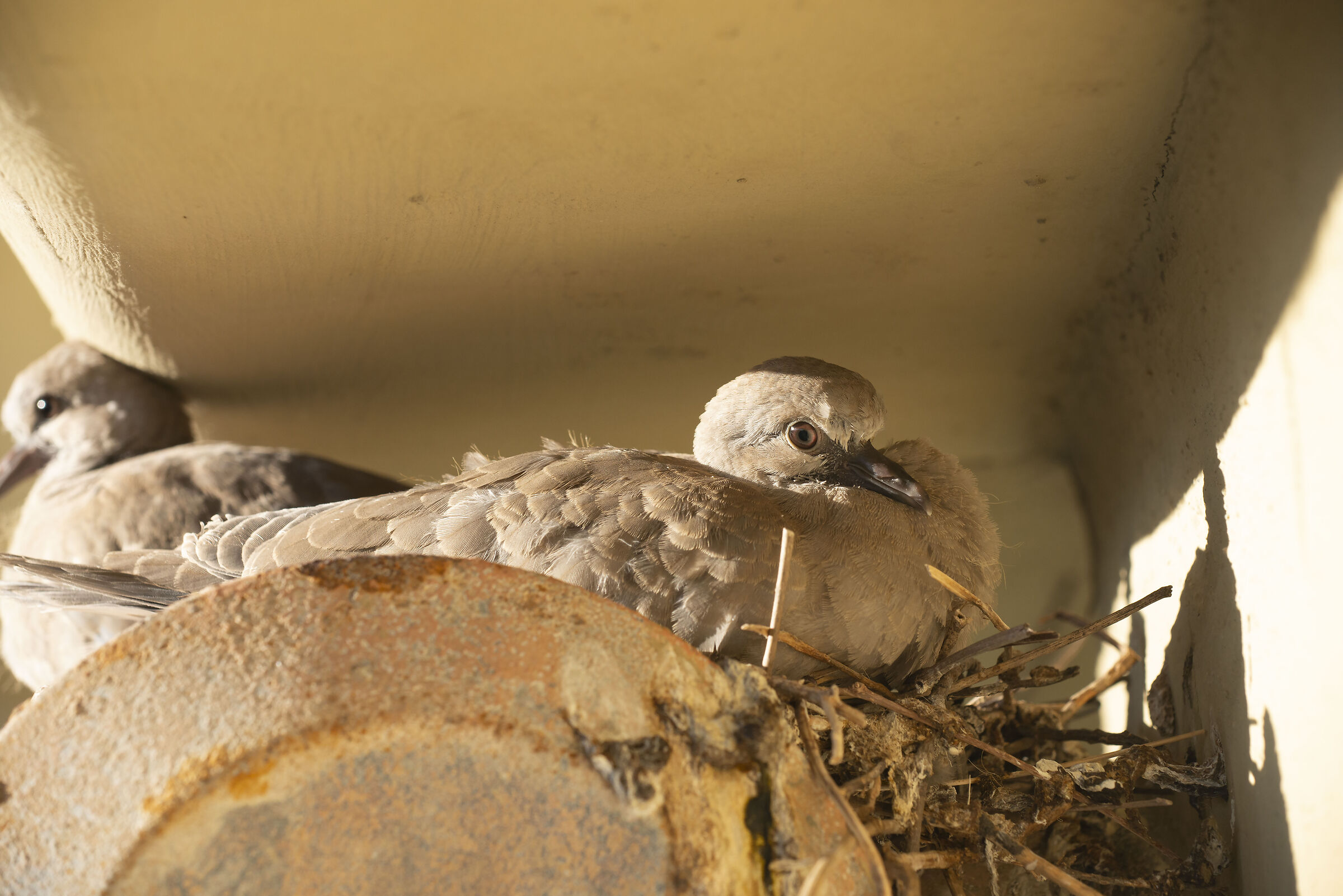 Nidiata sul poggiolo 2
