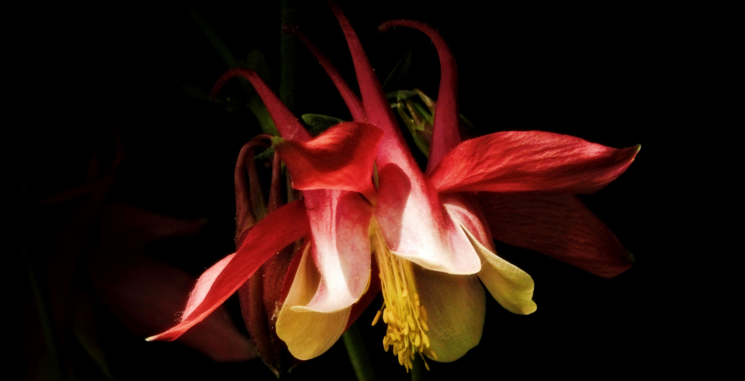Aquilegia chiaro e scuro 4